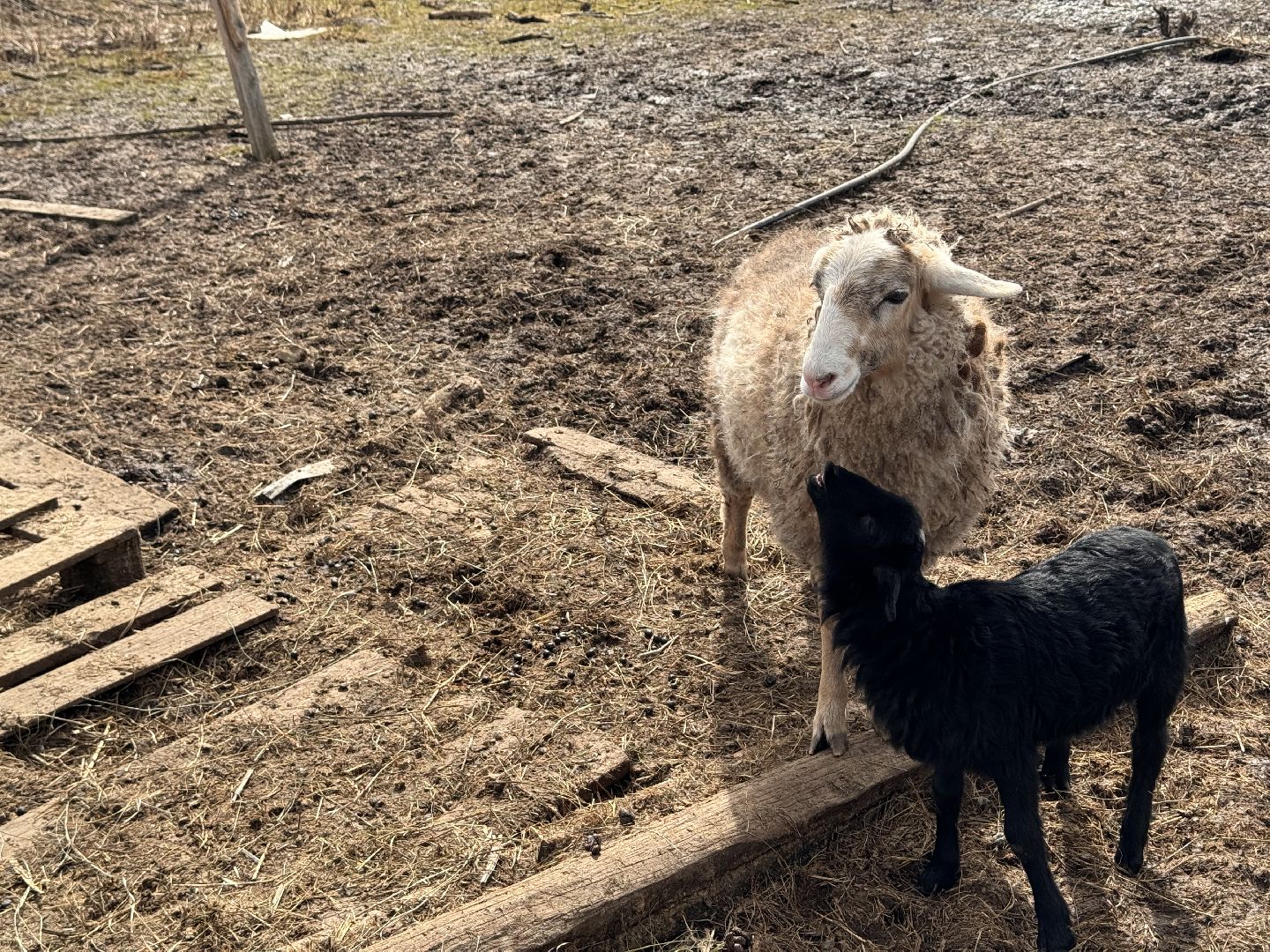 шаховская, овцы, ягнята, ферма,