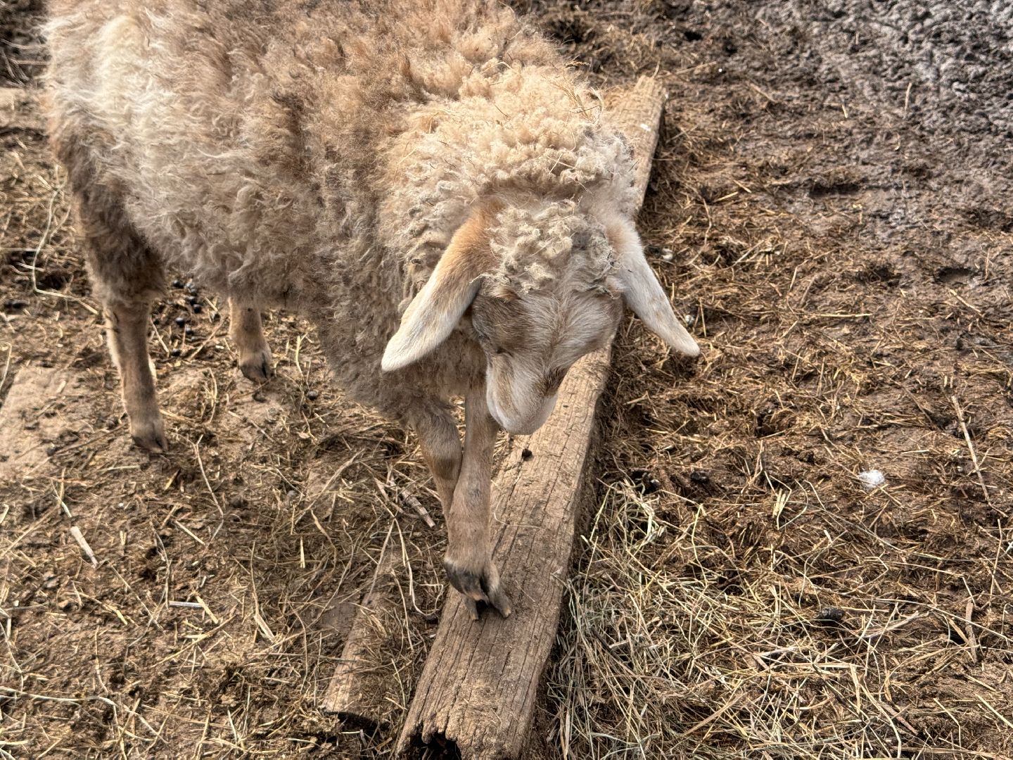 шаховская, овцы, ягнята, ферма,