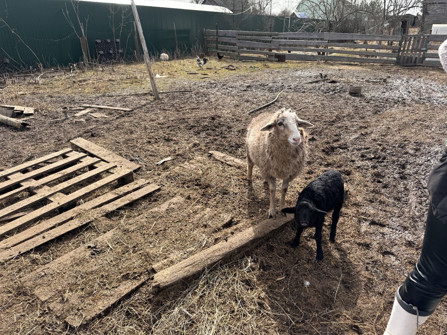 шаховская, овцы, ягнята, ферма,