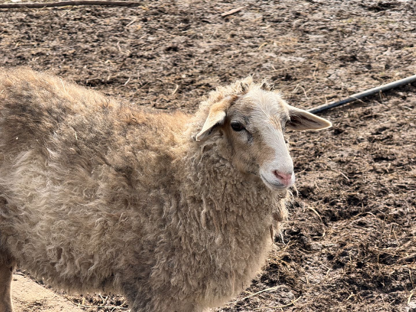 шаховская, овцы, ягнята, ферма,