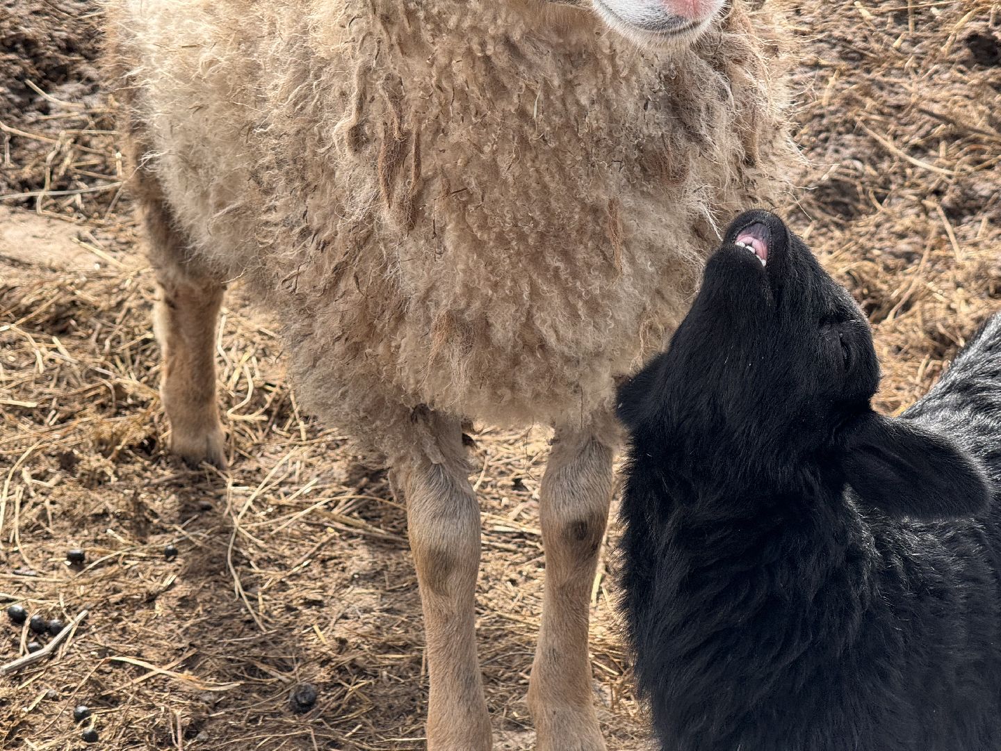 шаховская, овцы, ягнята, ферма,