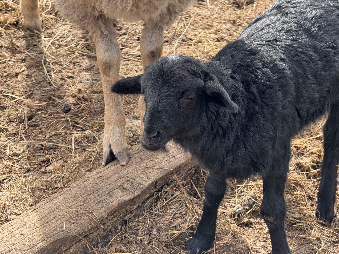 шаховская, овцы, ягнята, ферма,