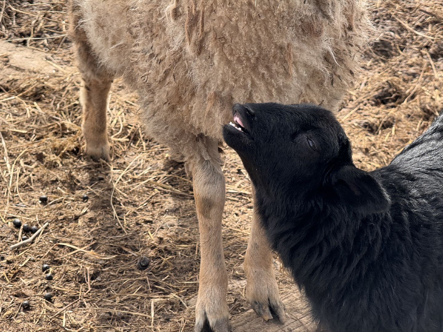 шаховская, овцы, ягнята, ферма,