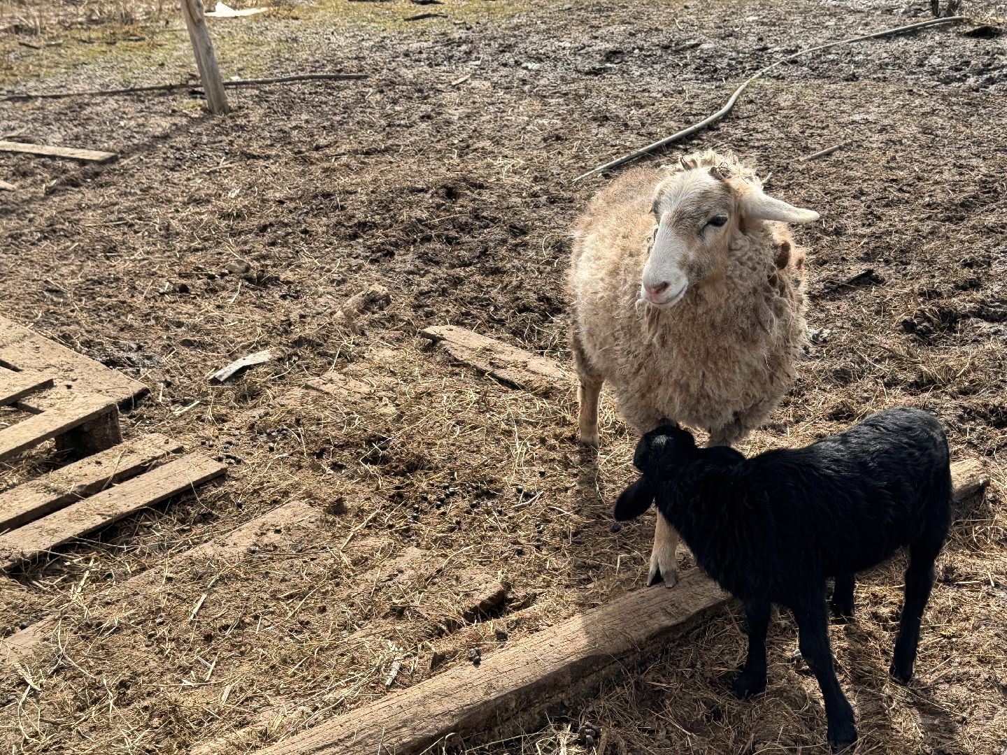 шаховская, овцы, ягнята, ферма,