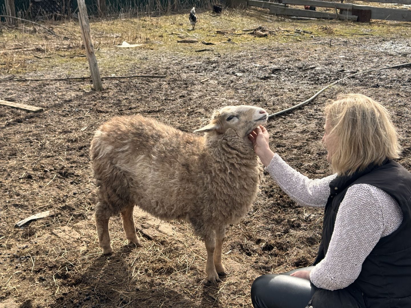 шаховская, овцы, ягнята, ферма,