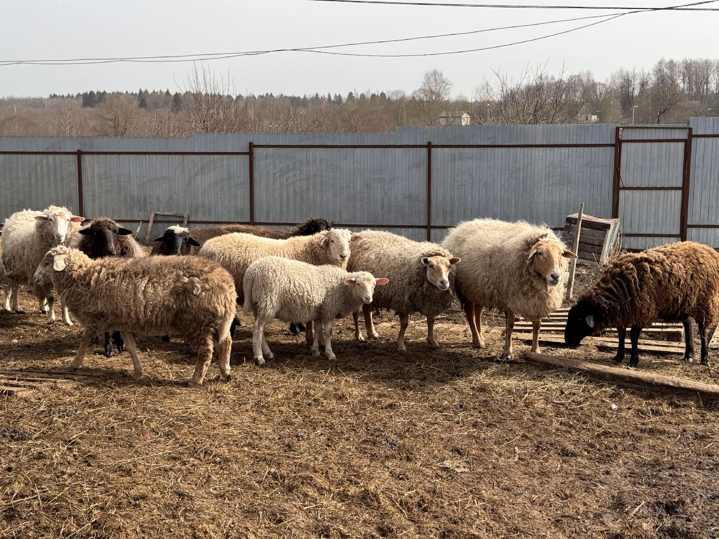 шаховская, овцы, ягнята, ферма,