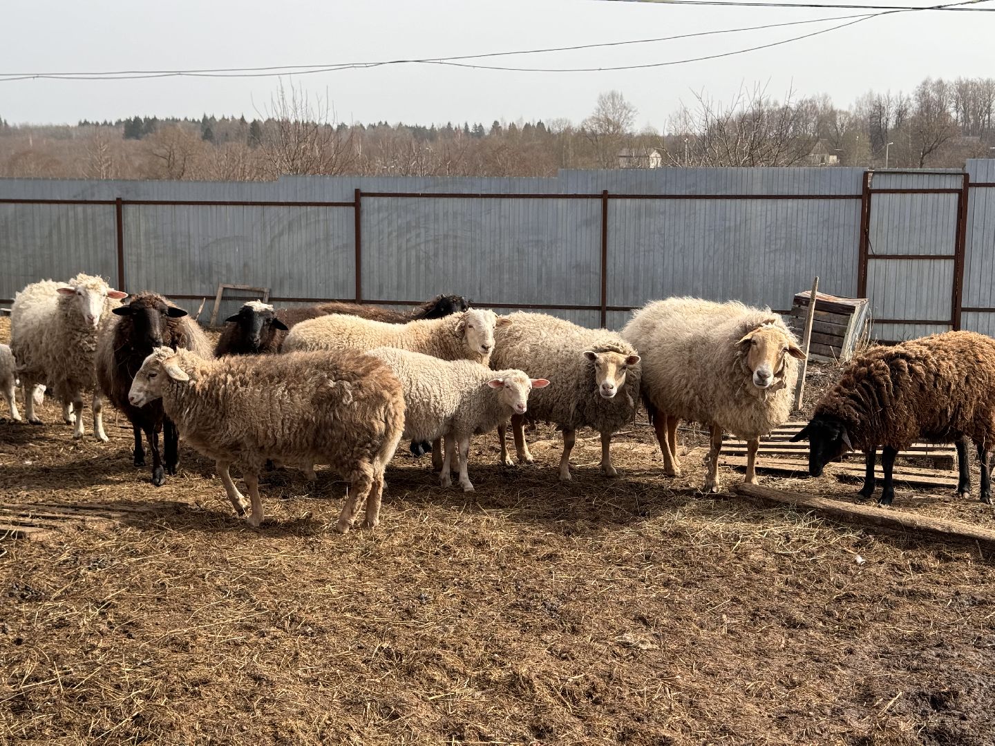 шаховская, овцы, ягнята, ферма,