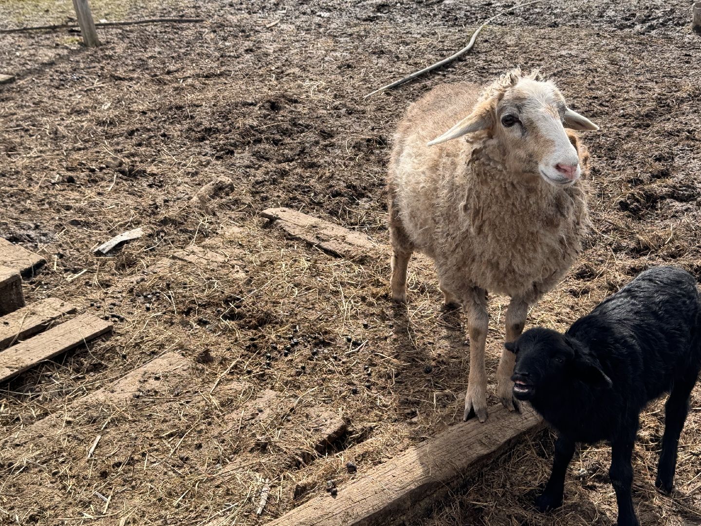 шаховская, овцы, ягнята, ферма,