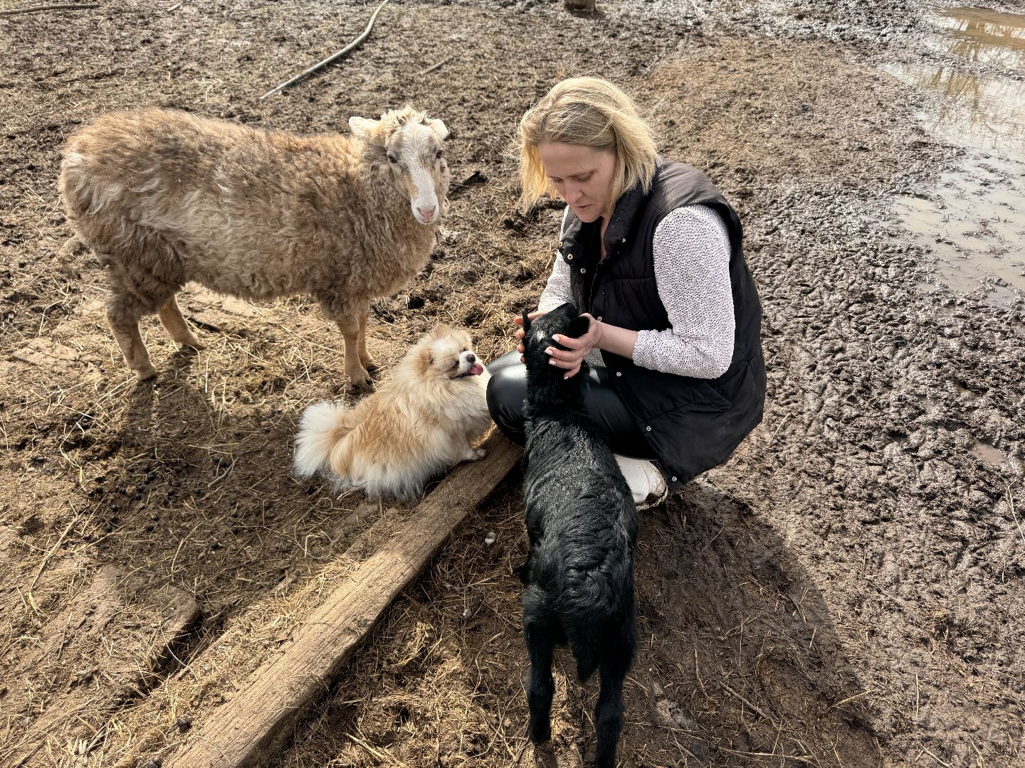 шаховская, овцы, ягнята, ферма,