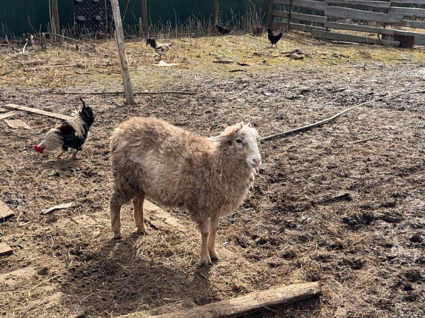 шаховская, овцы, ягнята, ферма,