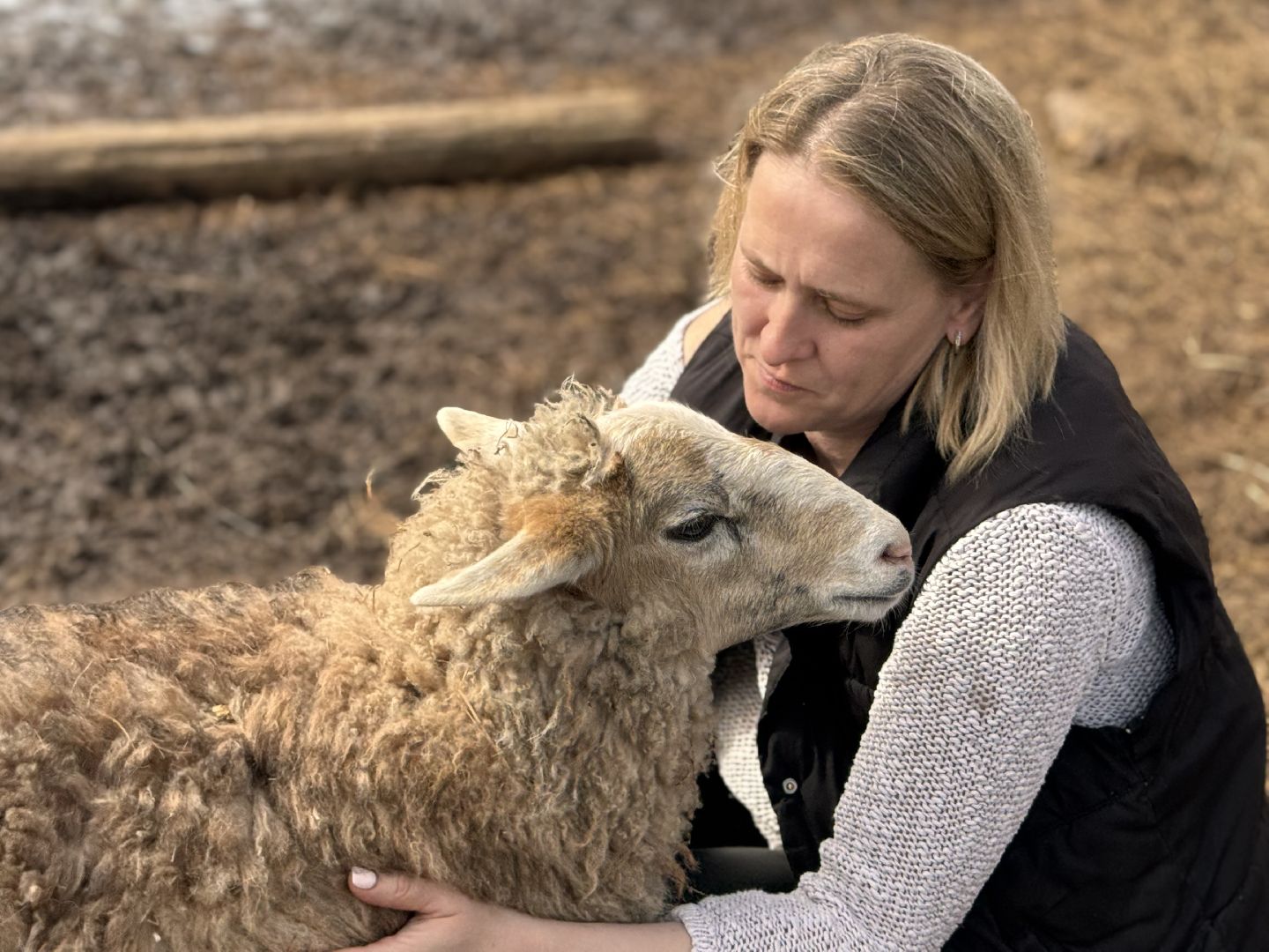 шаховская, овцы, ягнята, ферма,