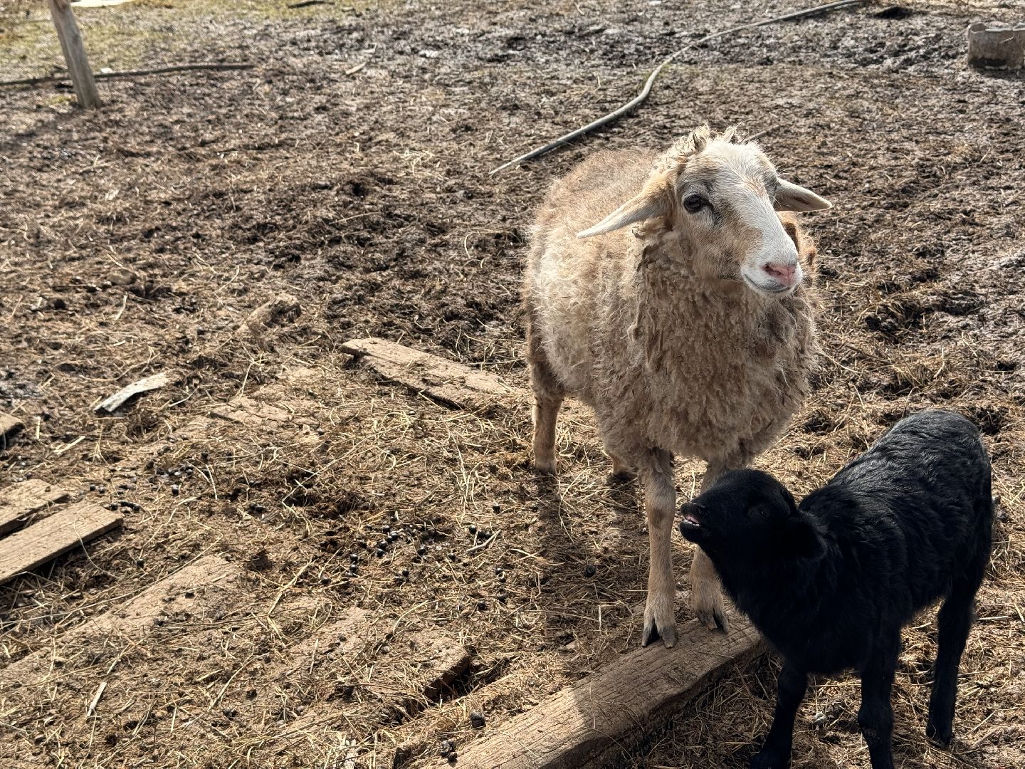 шаховская, овцы, ягнята, ферма,