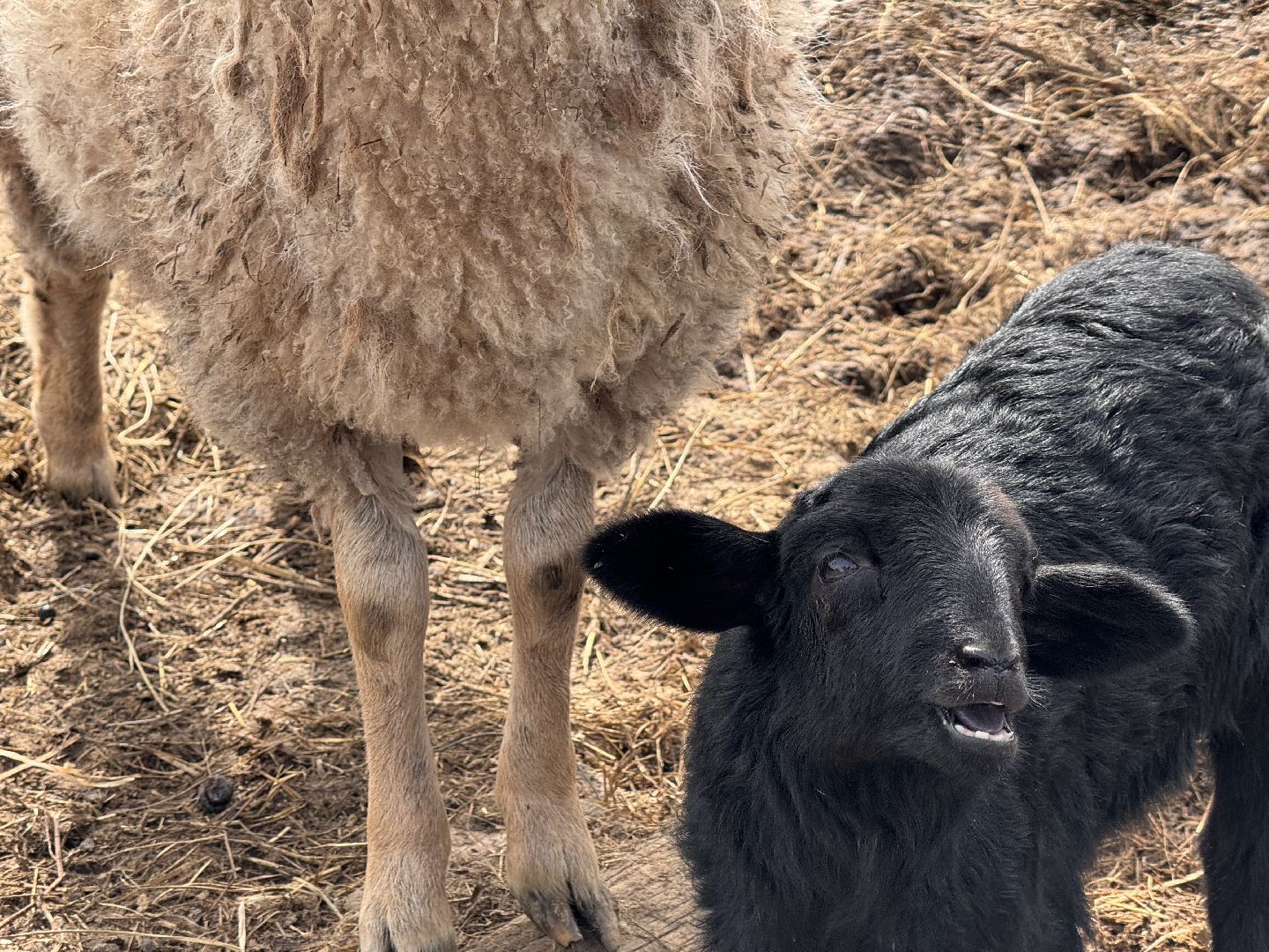 шаховская, овцы, ягнята, ферма,