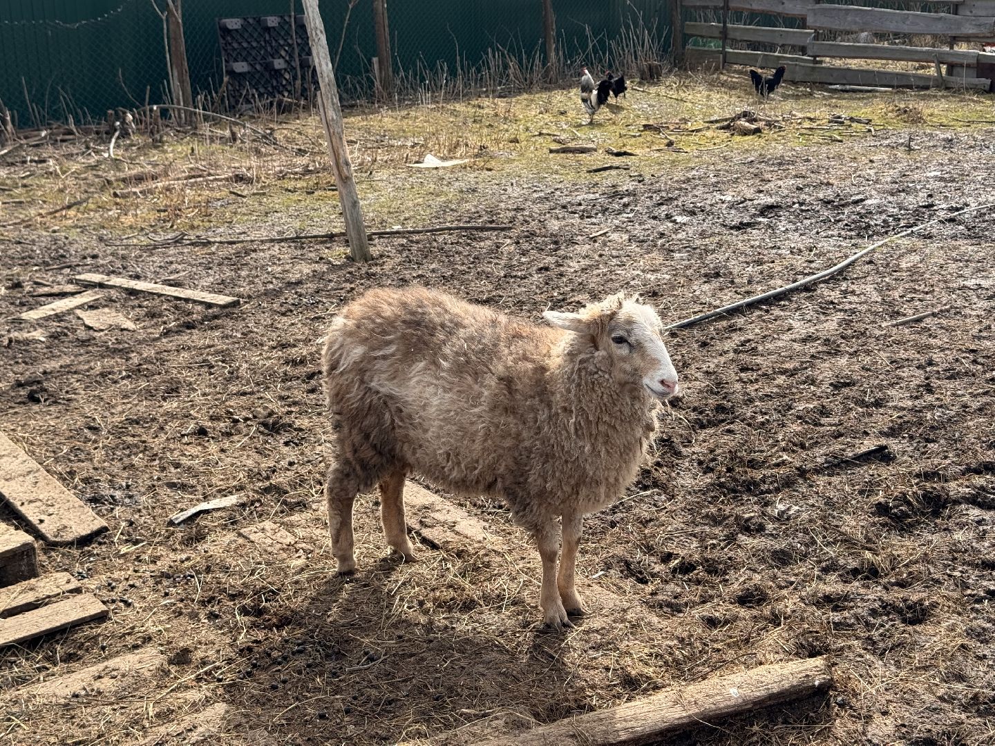 шаховская, овцы, ягнята, ферма,