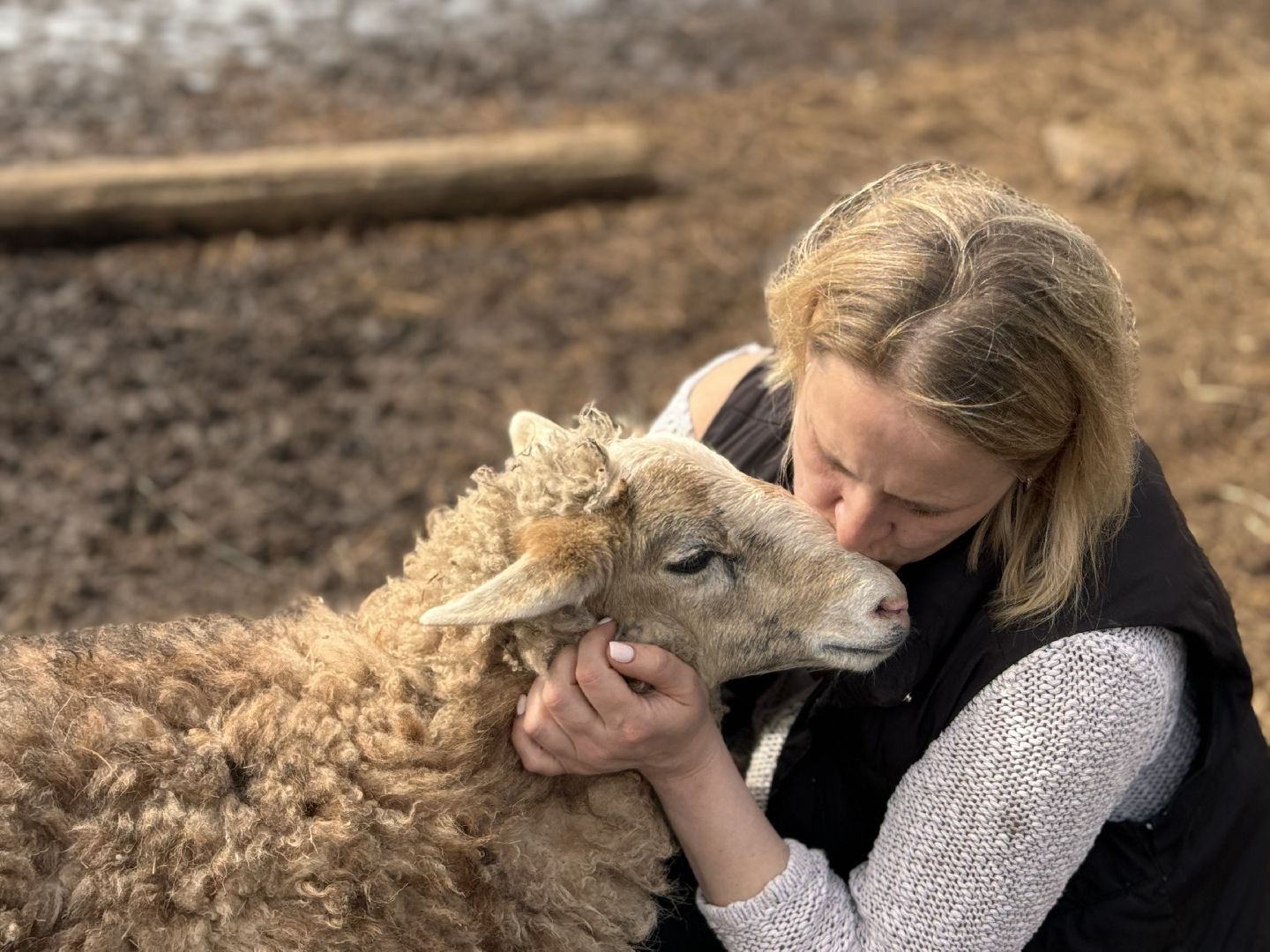 шаховская, овцы, ягнята, ферма,