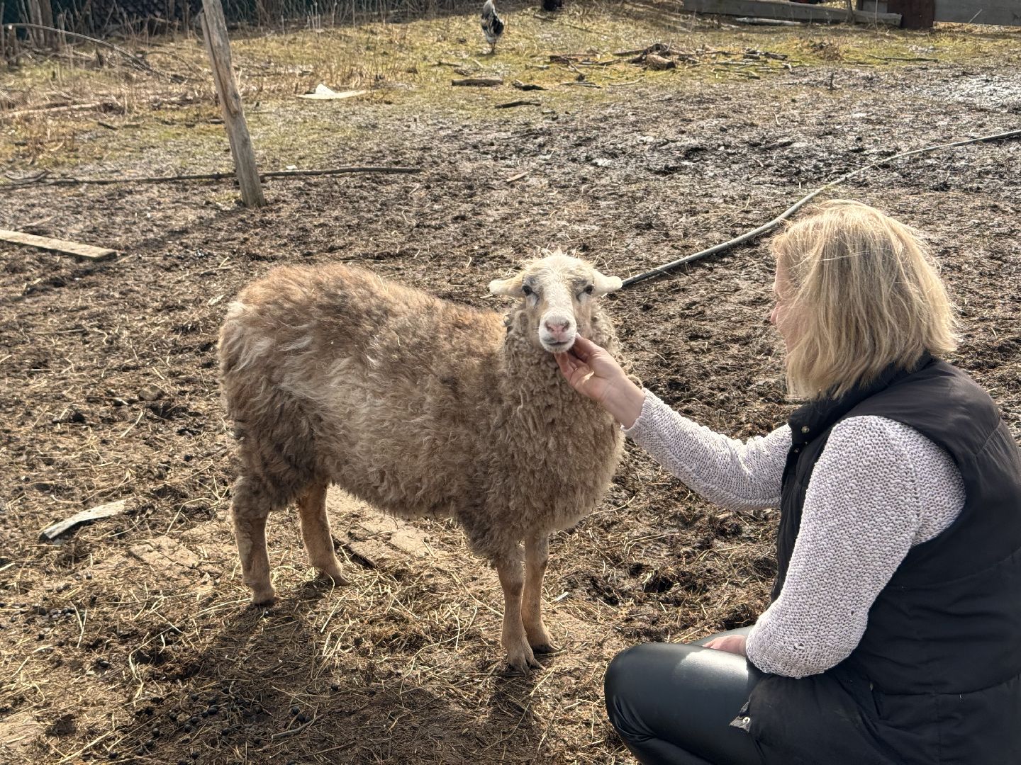 шаховская, овцы, ягнята, ферма,