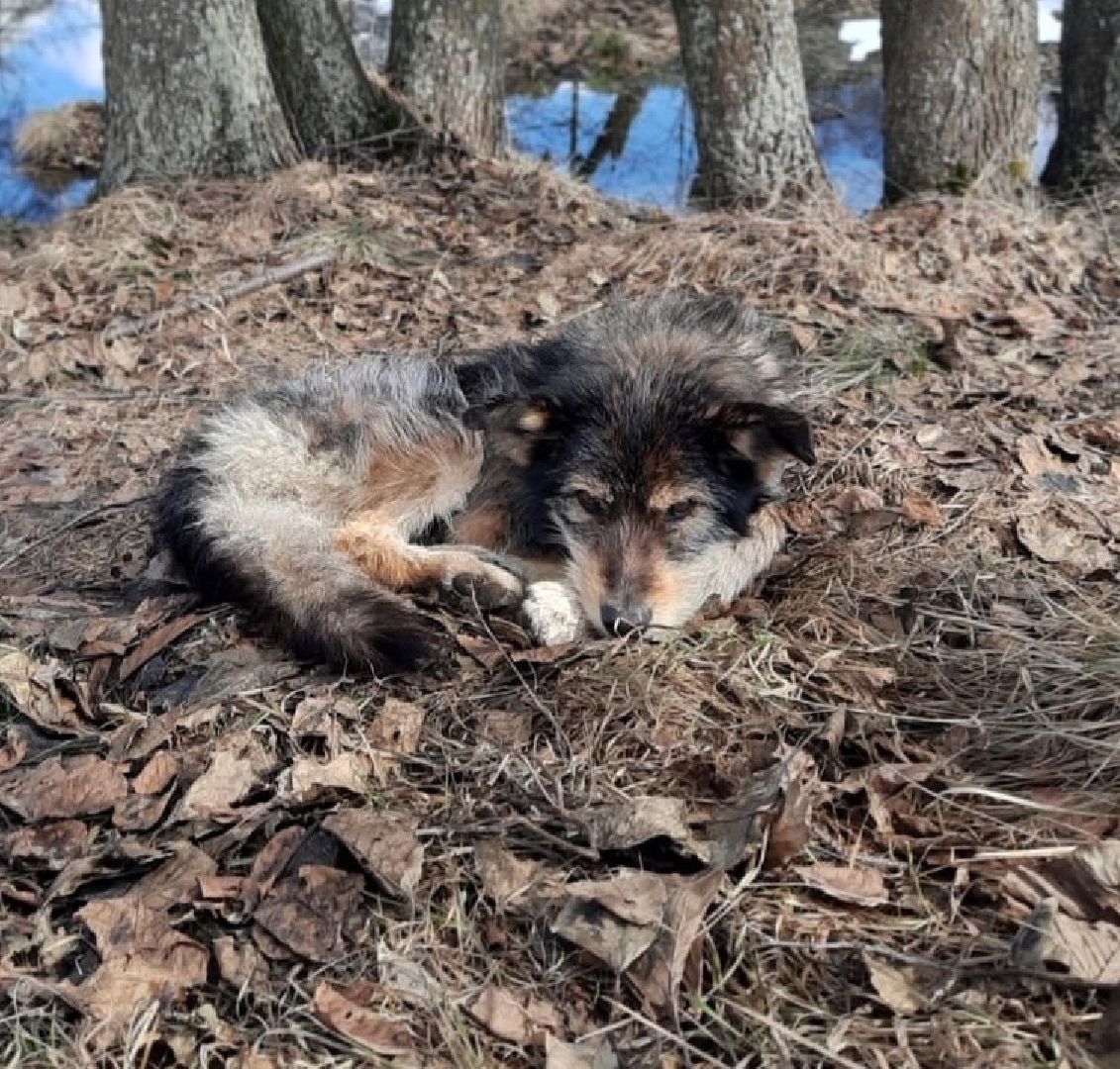 волонтеры, спасение бездомных животных, помощь животным, Старая Купавна, Богородский городской округ,