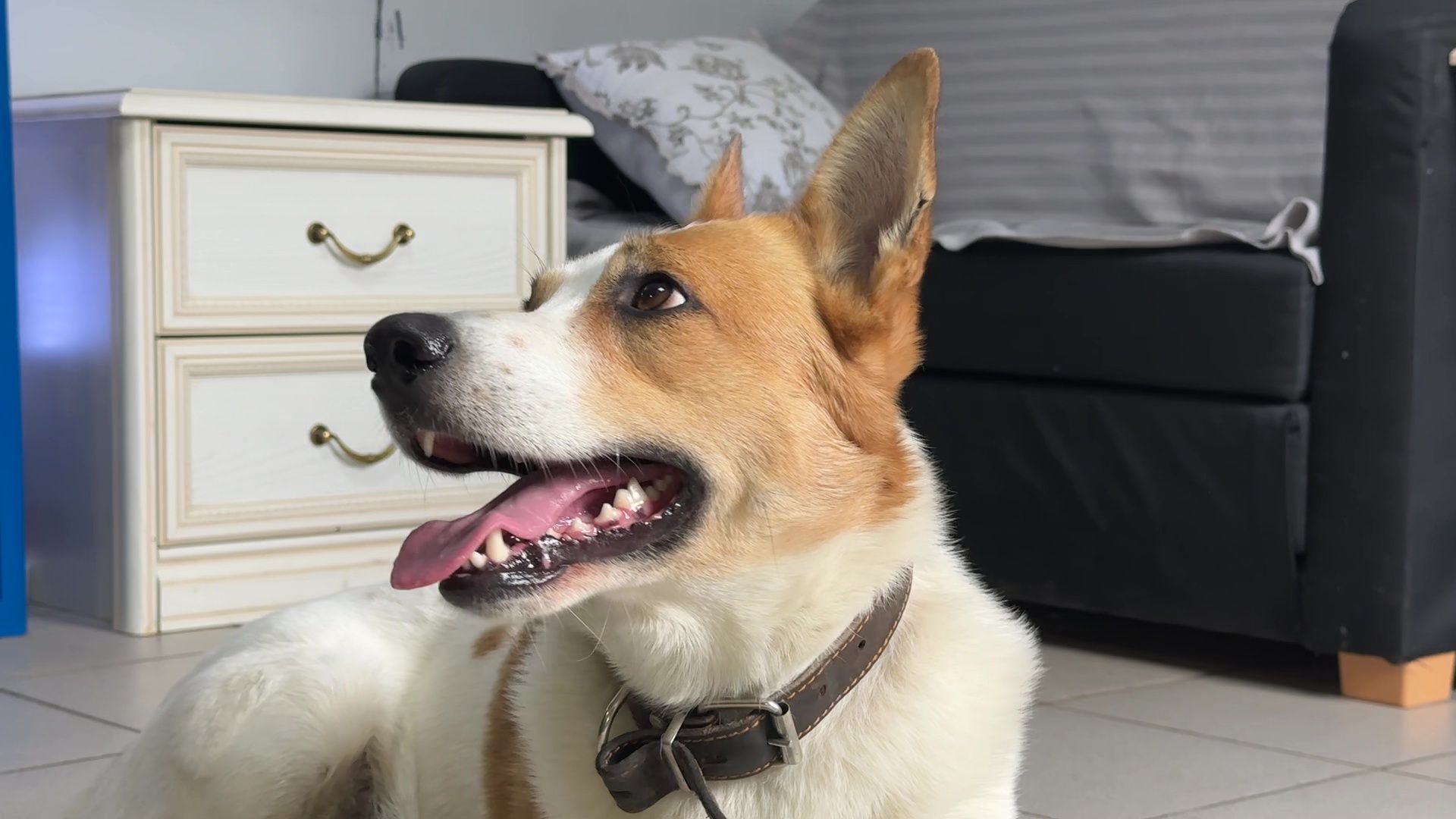 Реутов, Кузьма, пространство У Кузи, пес, собака рулит, игры, мастер-классы,