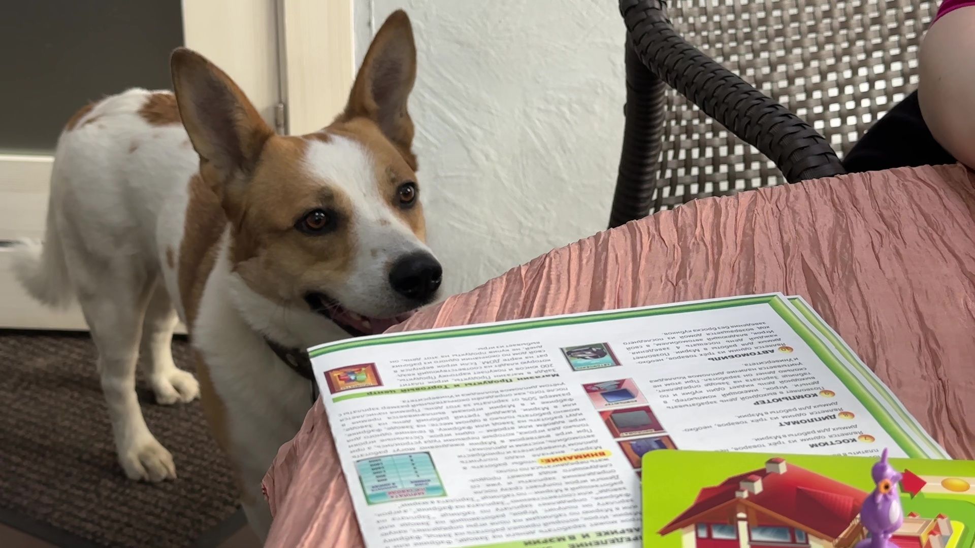 Реутов, Кузьма, пространство У Кузи, пес, собака рулит, игры, мастер-классы,