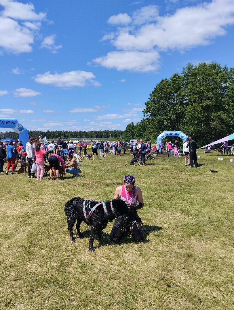Хвостатый драйв, забег с препятствиями,спорт, Старая Купавна, Богородский городской округ,