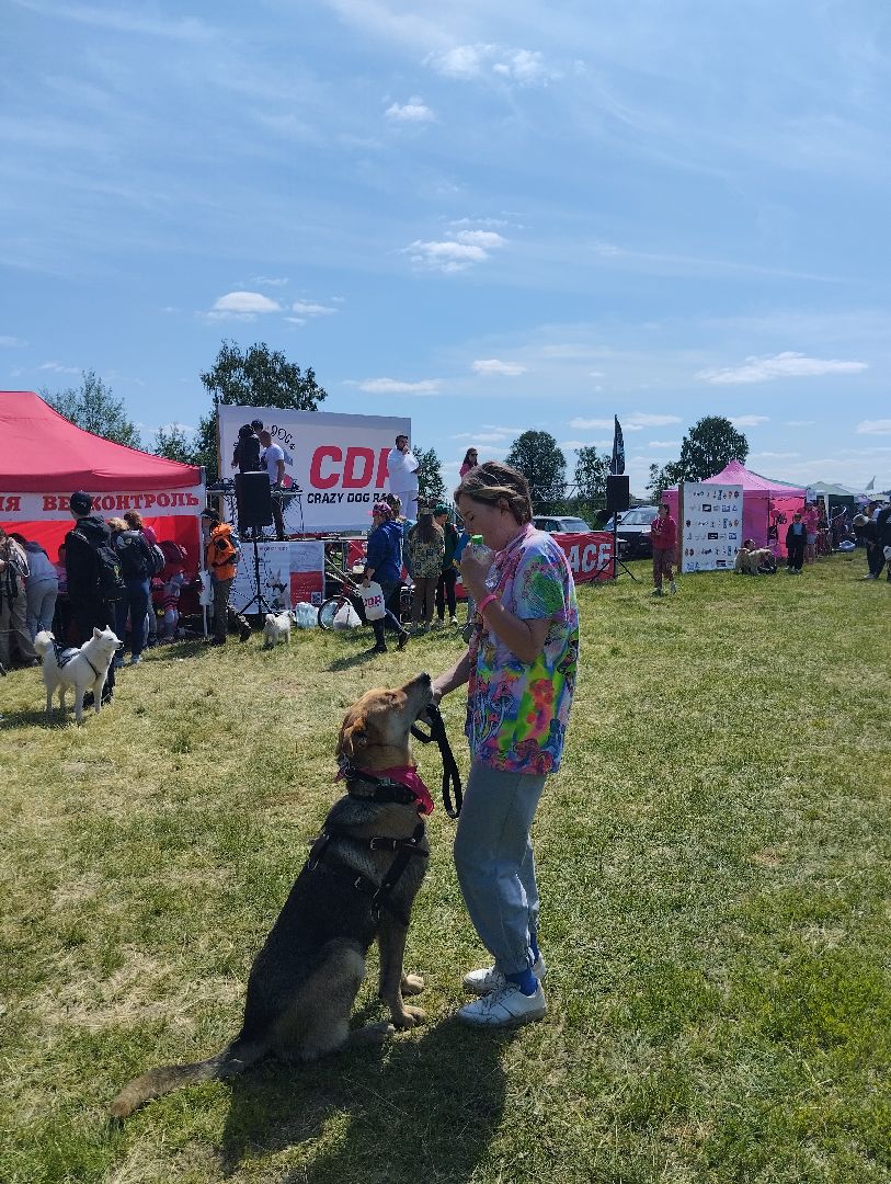 Хвостатый драйв, забег с препятствиями,спорт, Старая Купавна, Богородский городской округ,
