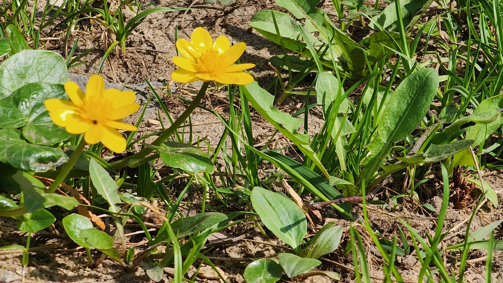 ступино, аллергия в подмосковье, сезонная аллергия, медициана подмосковья,