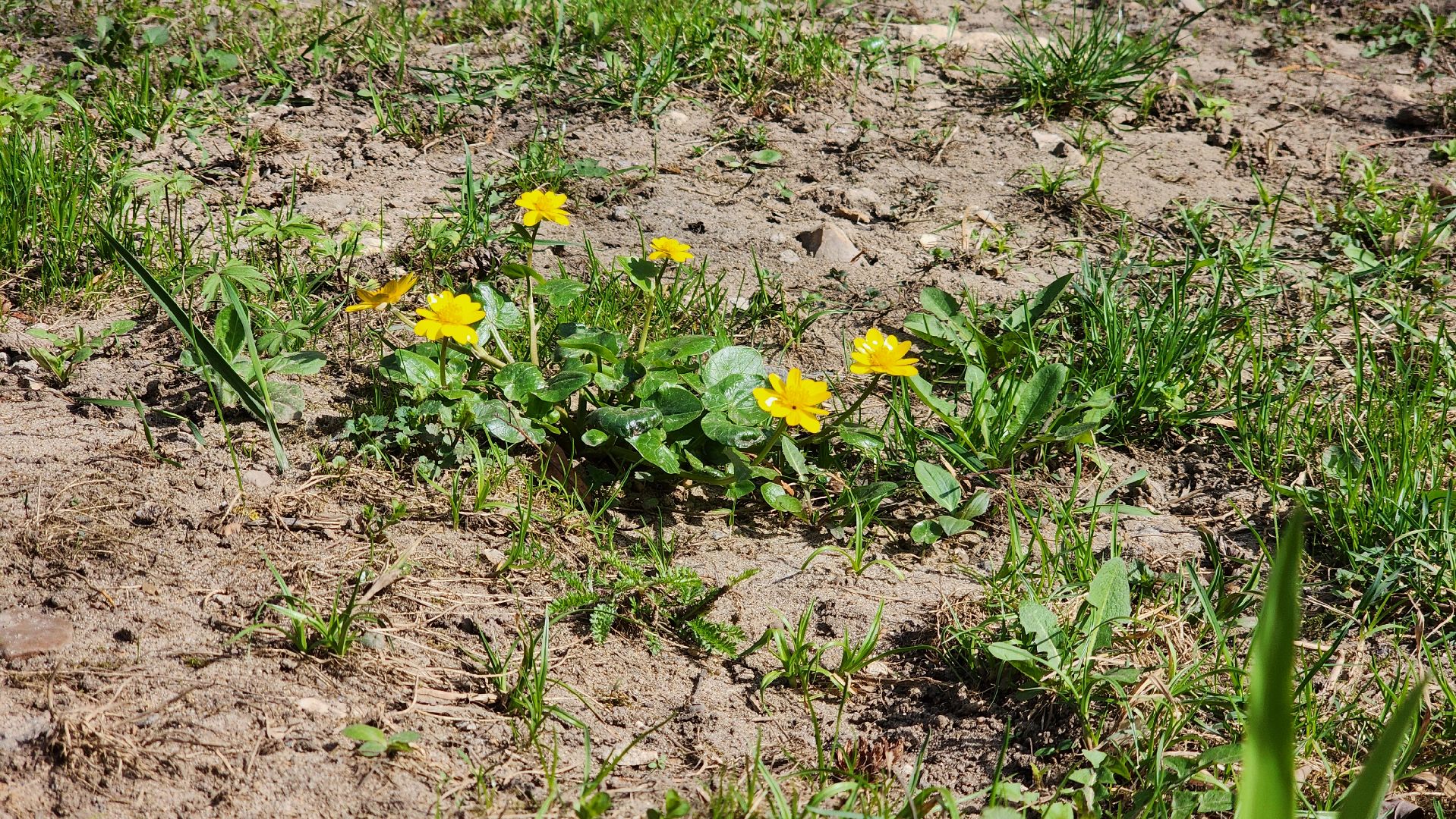 ступино, аллергия в подмосковье, сезонная аллергия, медициана подмосковья,