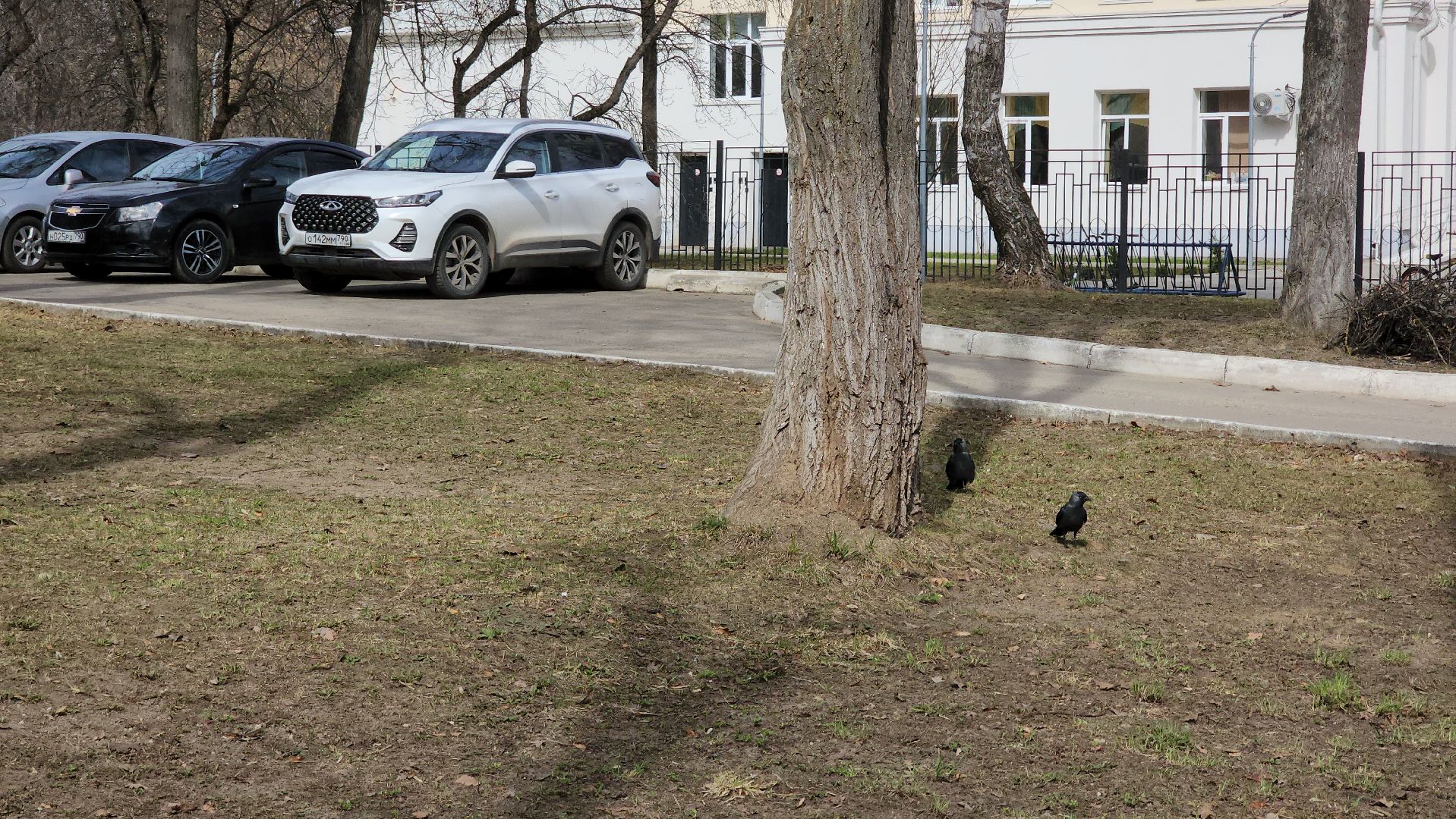 ступино, аллергия в подмосковье, сезонная аллергия, медициана подмосковья,