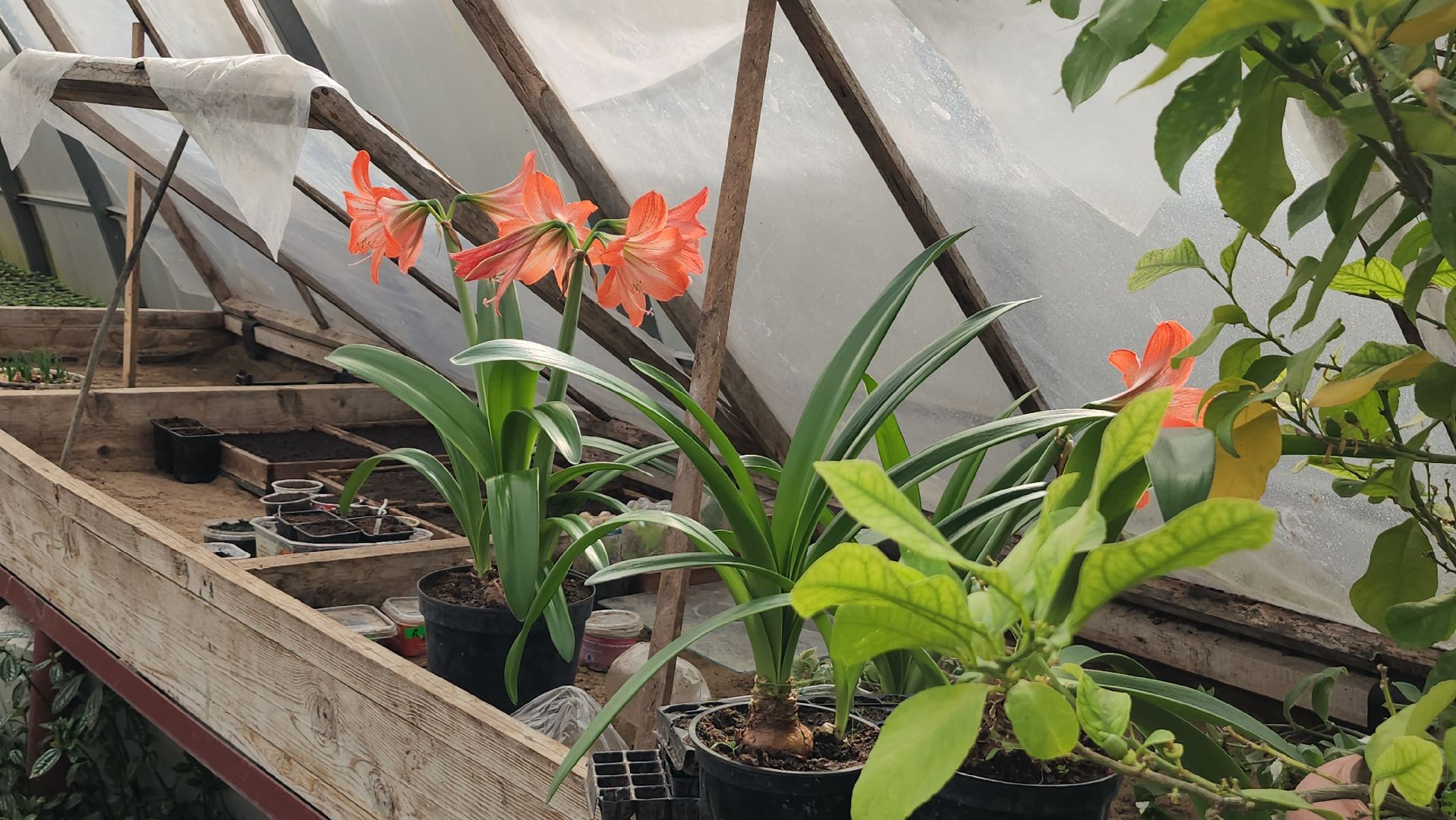 серпухов, комбинат благоустройства, теплицы, цветы, клумбы, рассада,