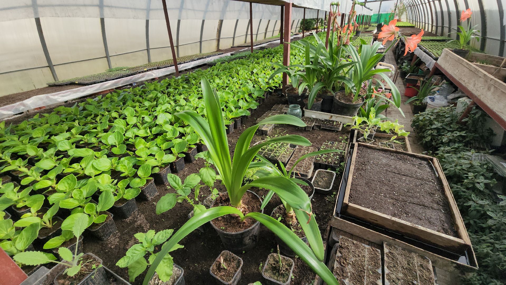 серпухов, комбинат благоустройства, теплицы, цветы, клумбы, рассада,