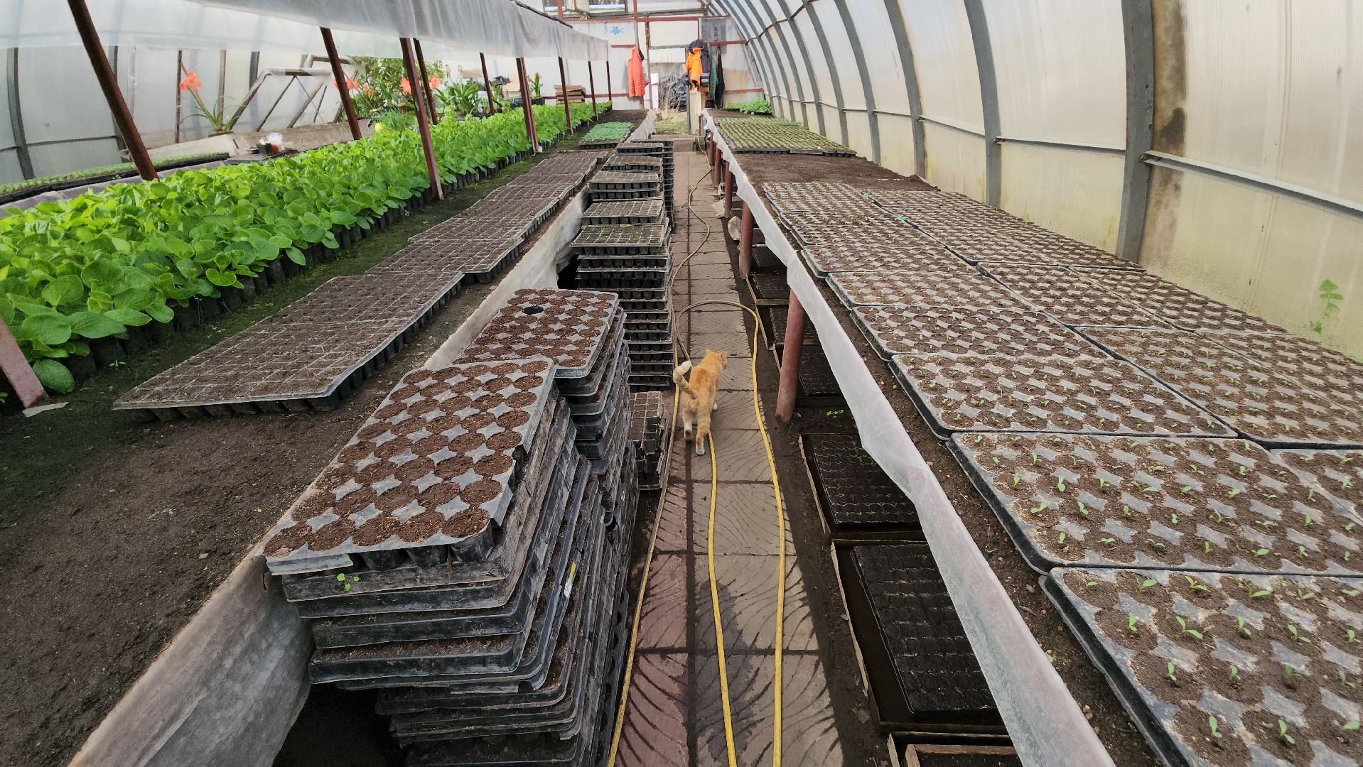 серпухов, комбинат благоустройства, теплицы, цветы, клумбы, рассада,