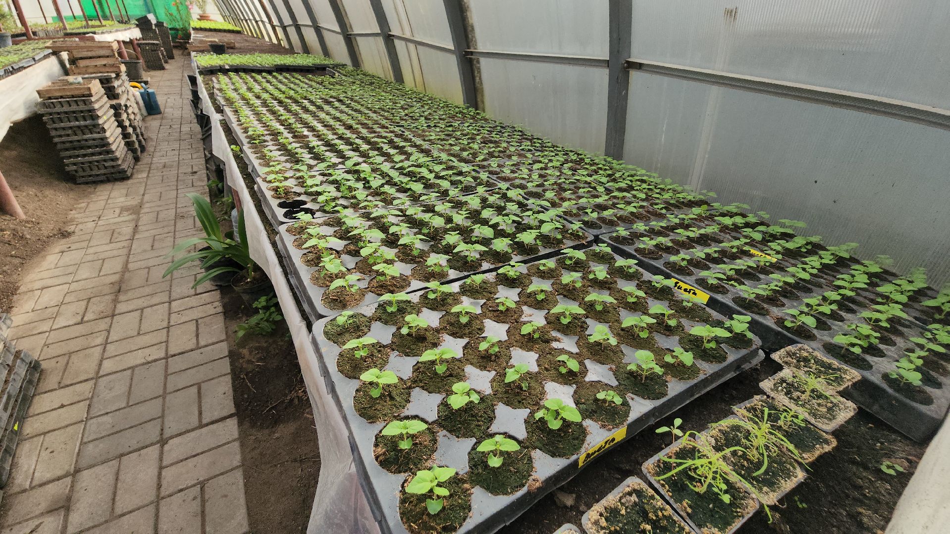 серпухов, комбинат благоустройства, теплицы, цветы, клумбы, рассада,