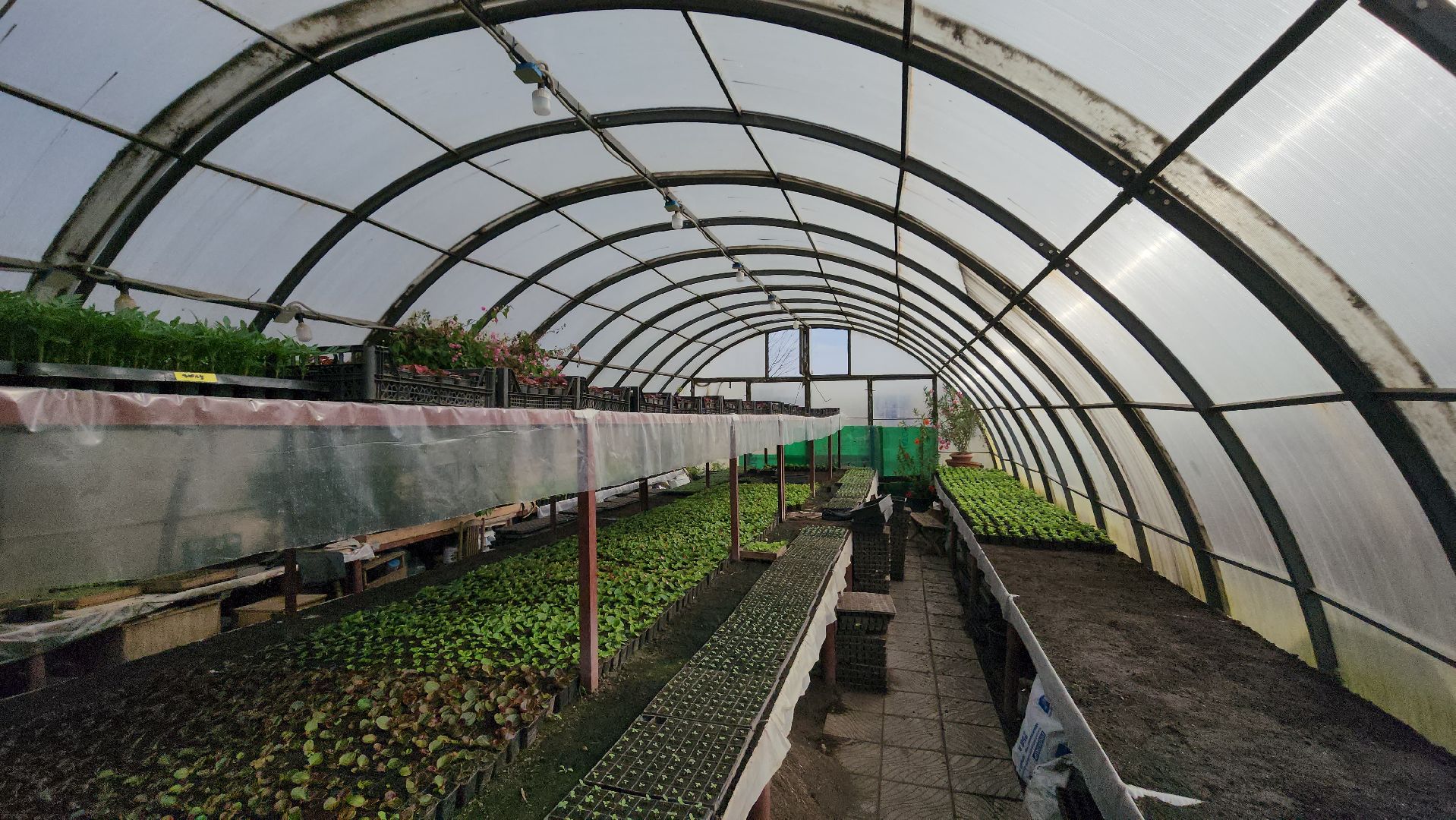 серпухов, комбинат благоустройства, теплицы, цветы, клумбы, рассада,