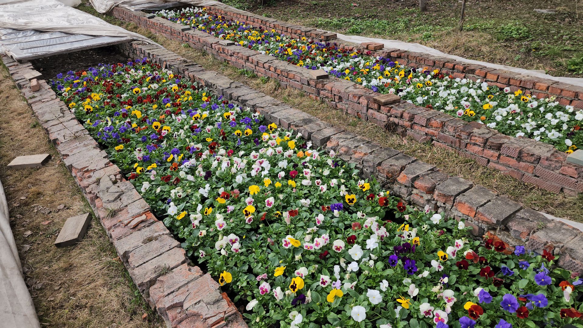 серпухов, комбинат благоустройства, теплицы, цветы, клумбы, рассада,