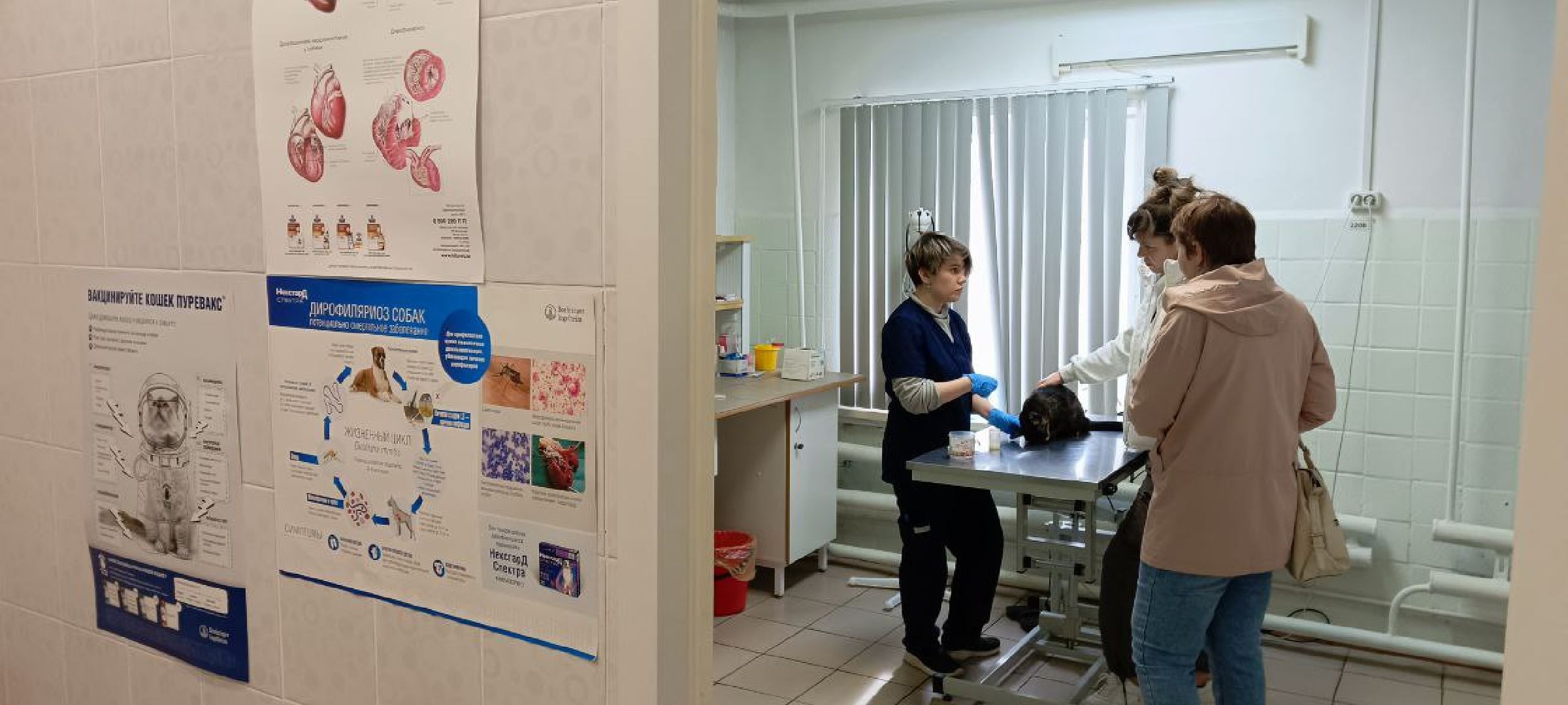 Талдом, Государственная ветстанция, Чипирование домашних животных,