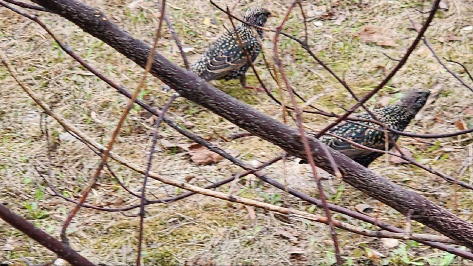 Люберцы, парки, благоустройство, уборка,