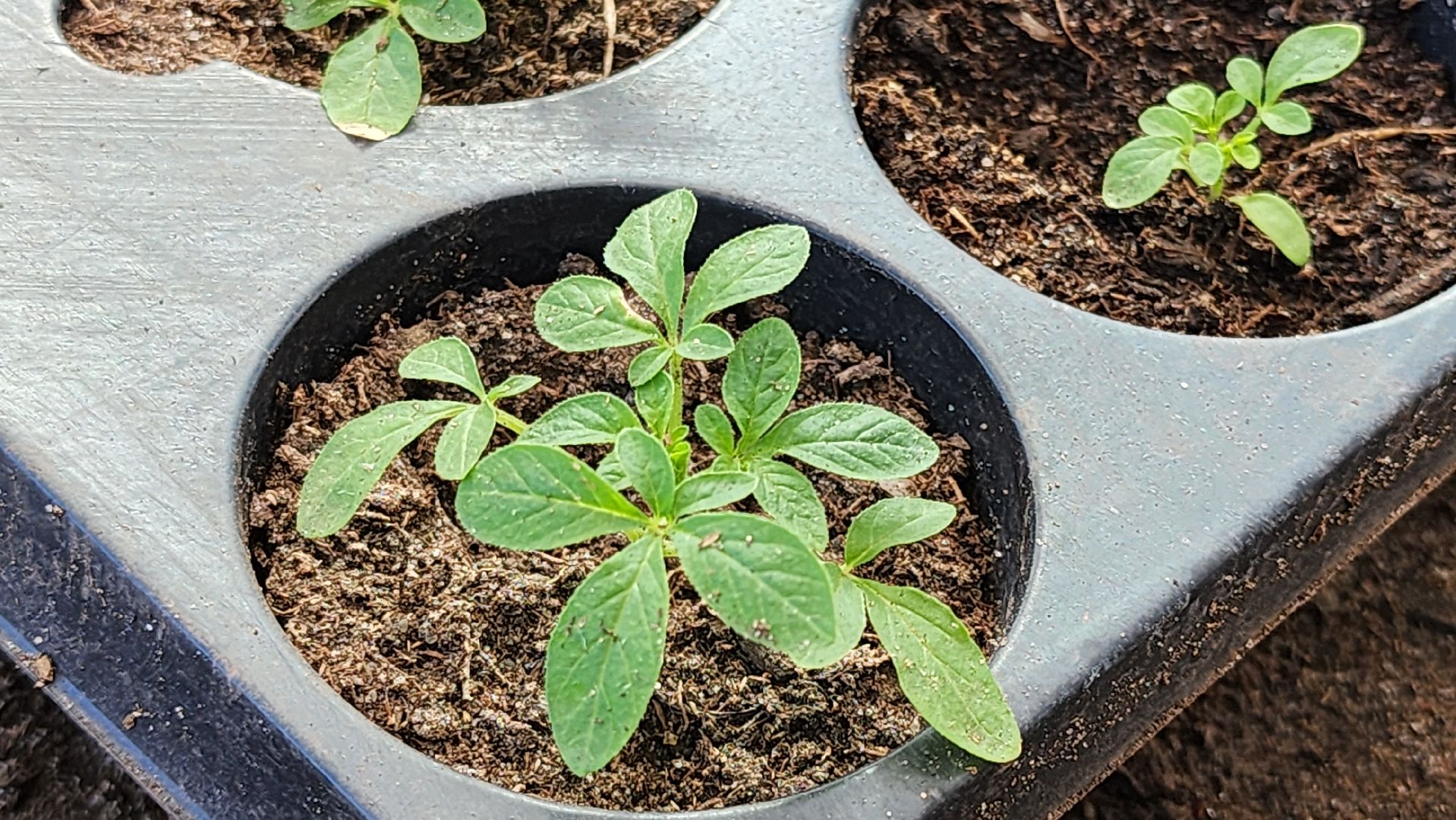 Егорьевск, Подмосковье, Московская область, Цветы, Благоустройство,