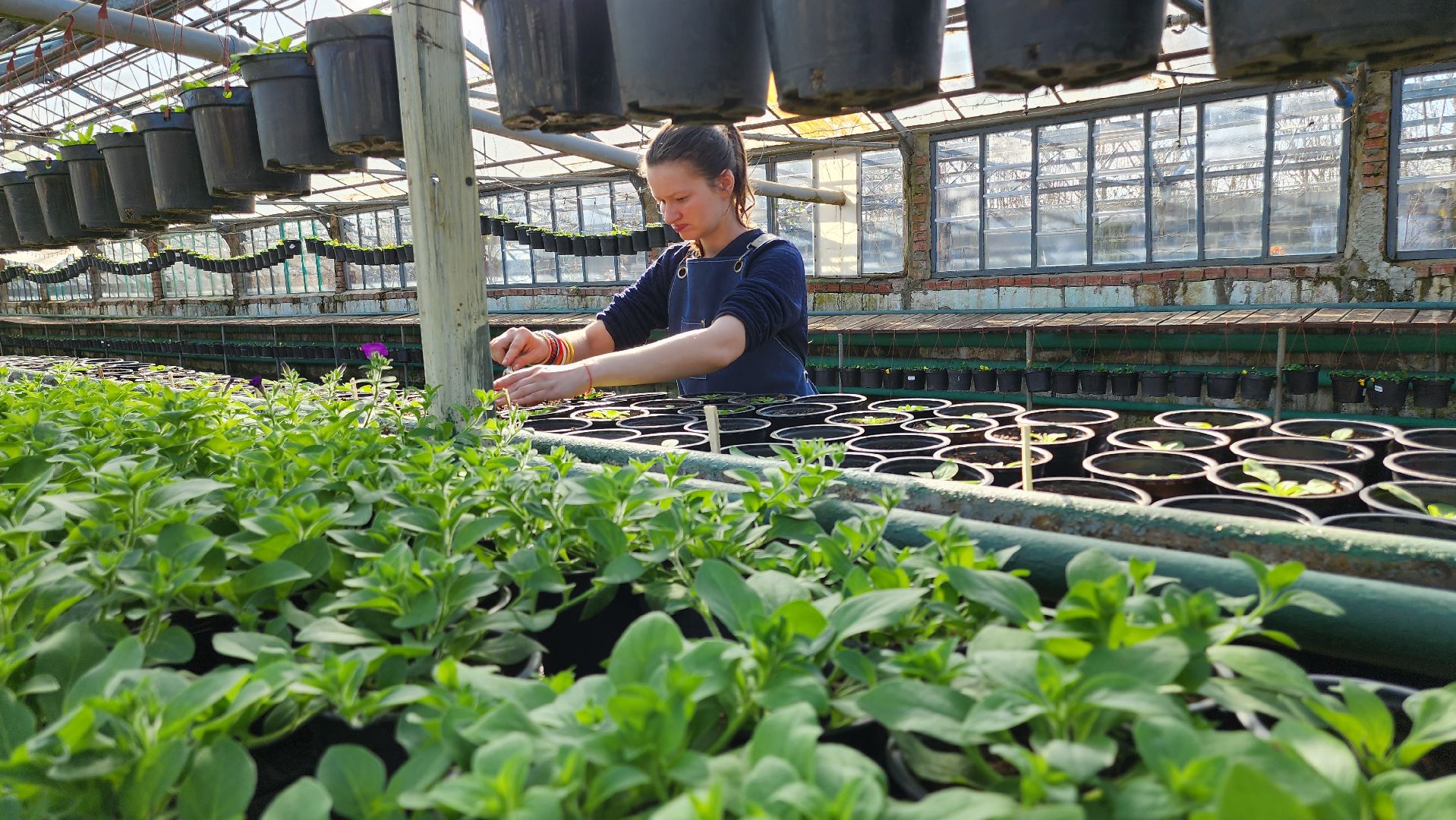 Егорьевск, Подмосковье, Московская область, Цветы, Благоустройство,