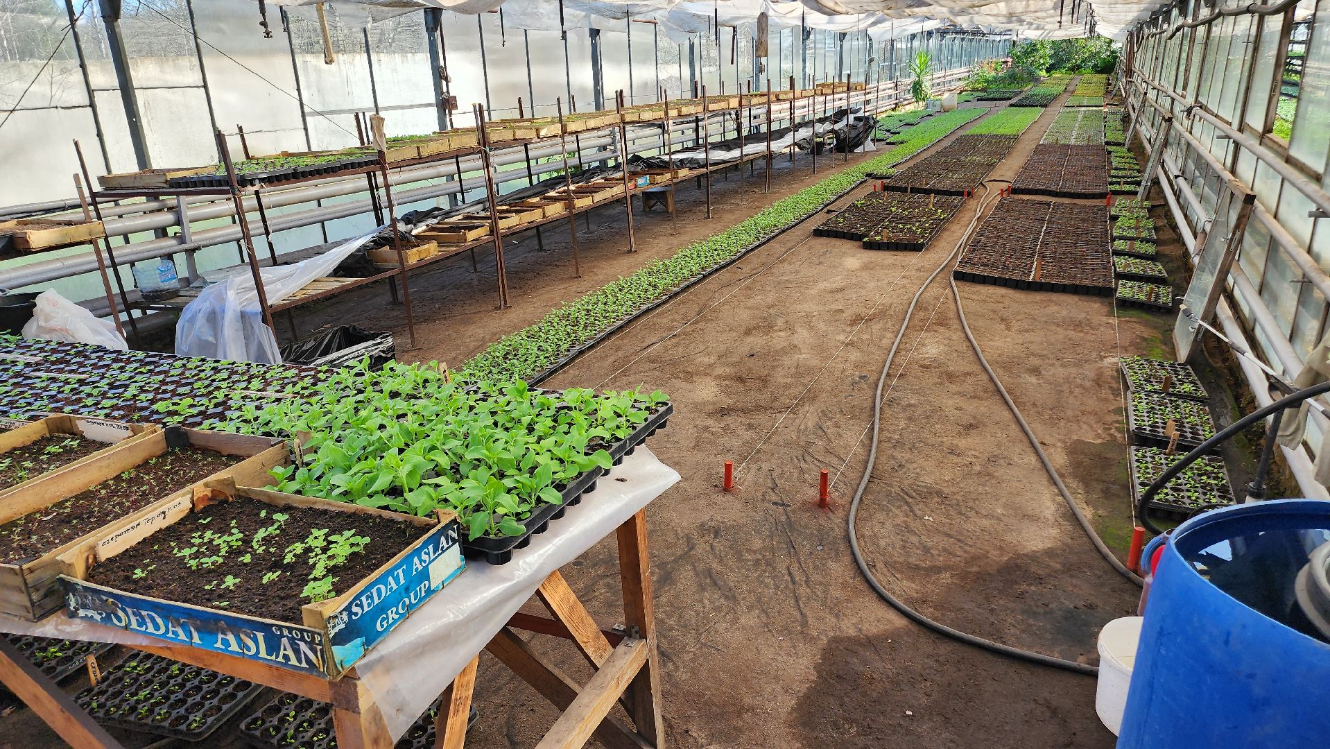 Егорьевск, Подмосковье, Московская область, Цветы, Благоустройство,