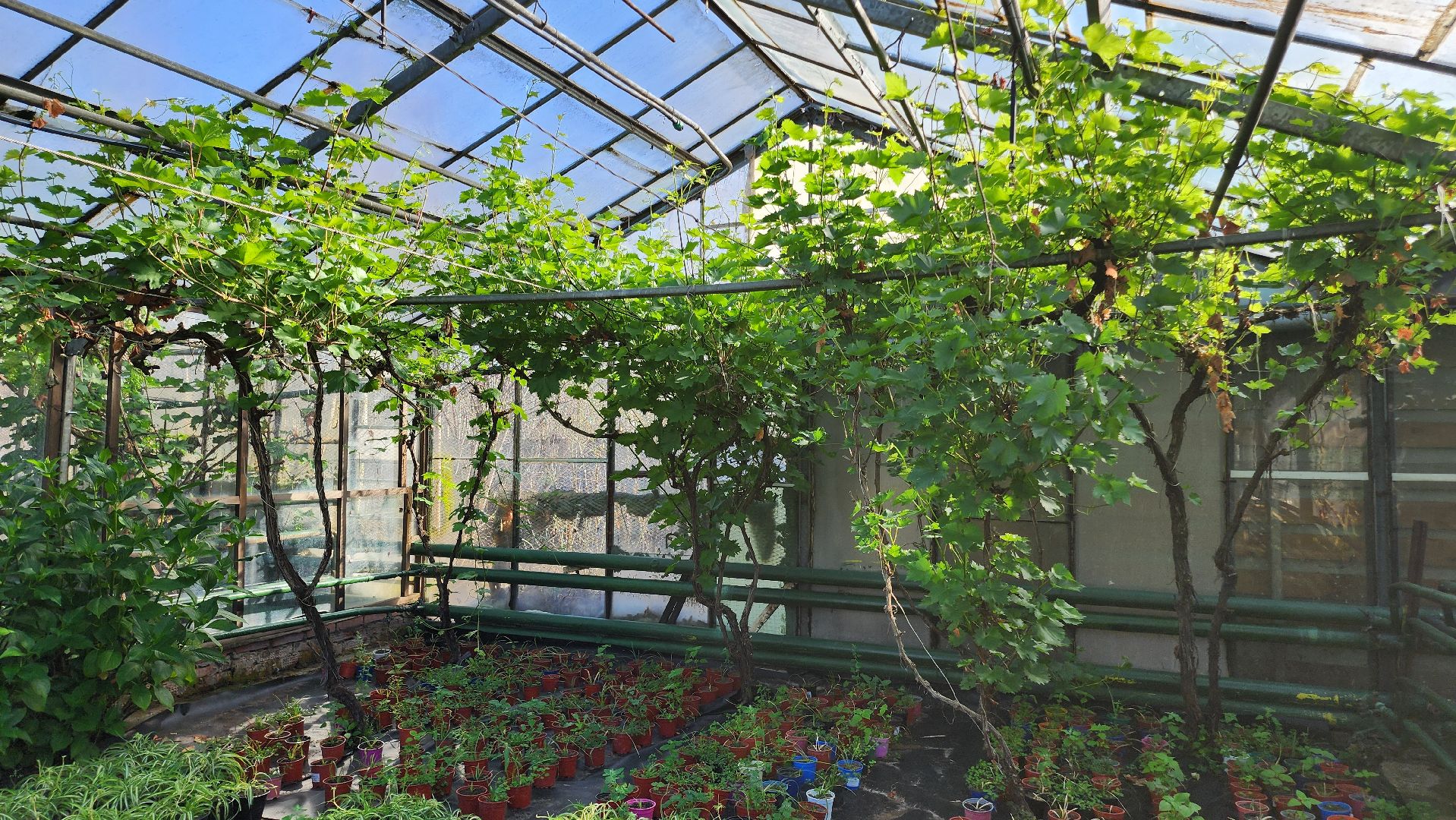 Егорьевск, Подмосковье, Московская область, Цветы, Благоустройство,