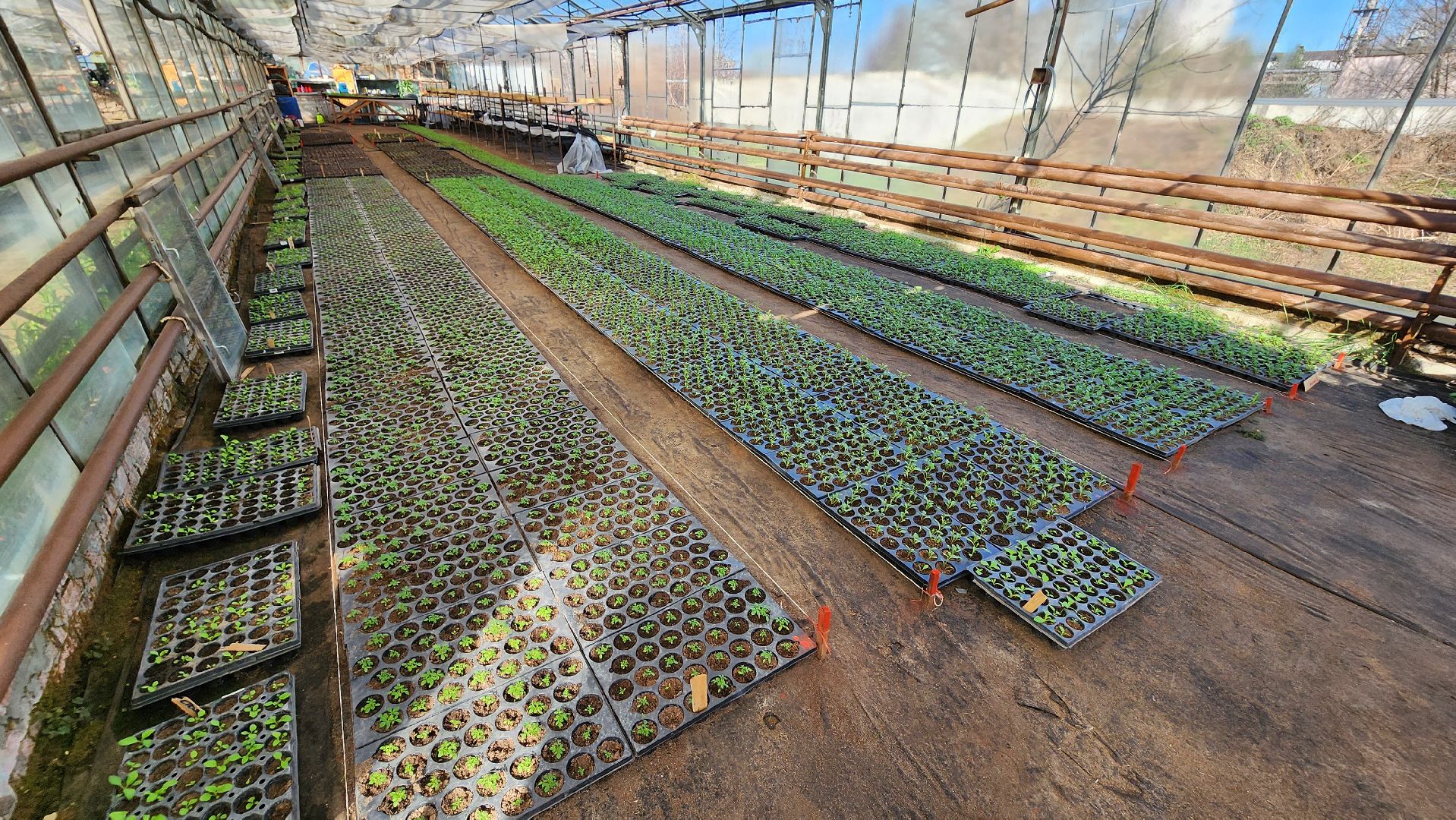 Егорьевск, Подмосковье, Московская область, Цветы, Благоустройство,