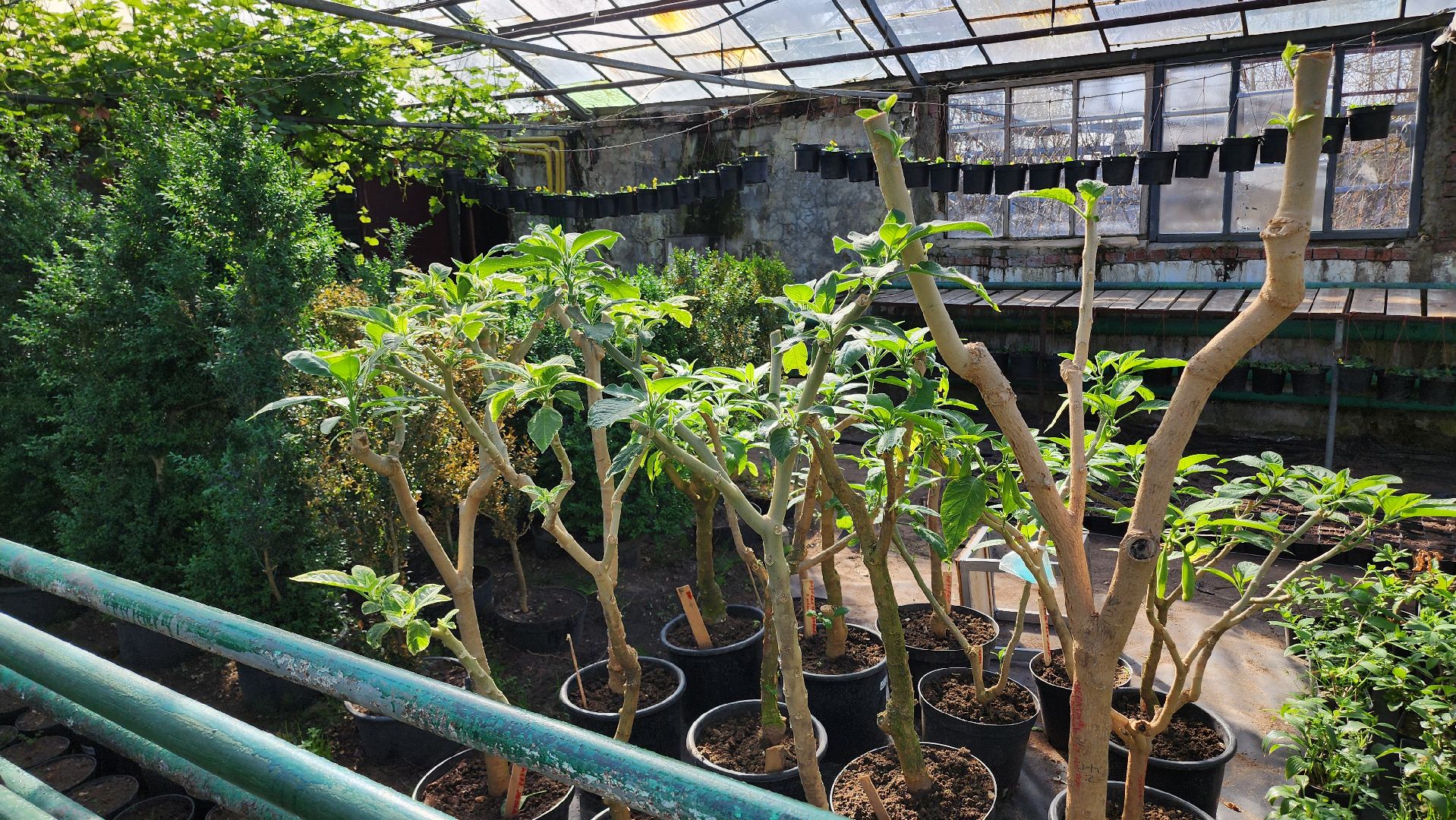 Егорьевск, Подмосковье, Московская область, Цветы, Благоустройство,