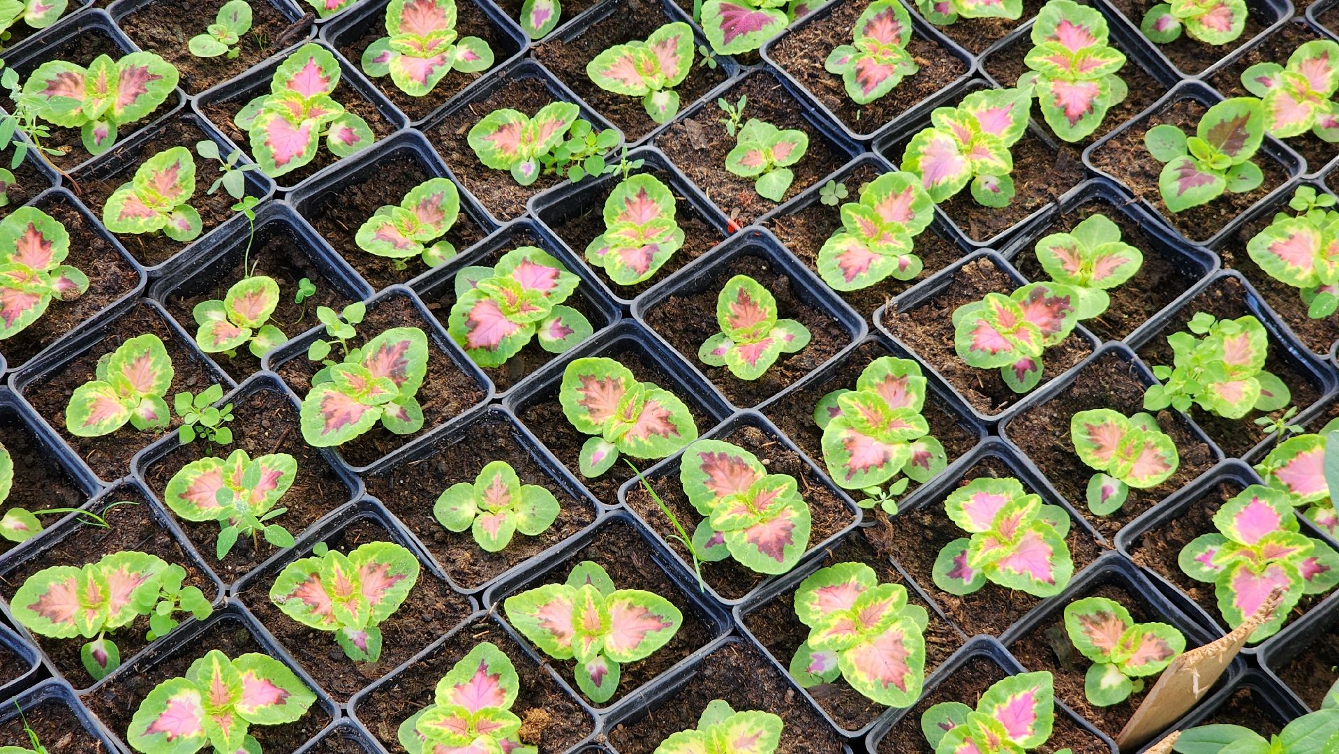 Егорьевск, Подмосковье, Московская область, Цветы, Благоустройство,