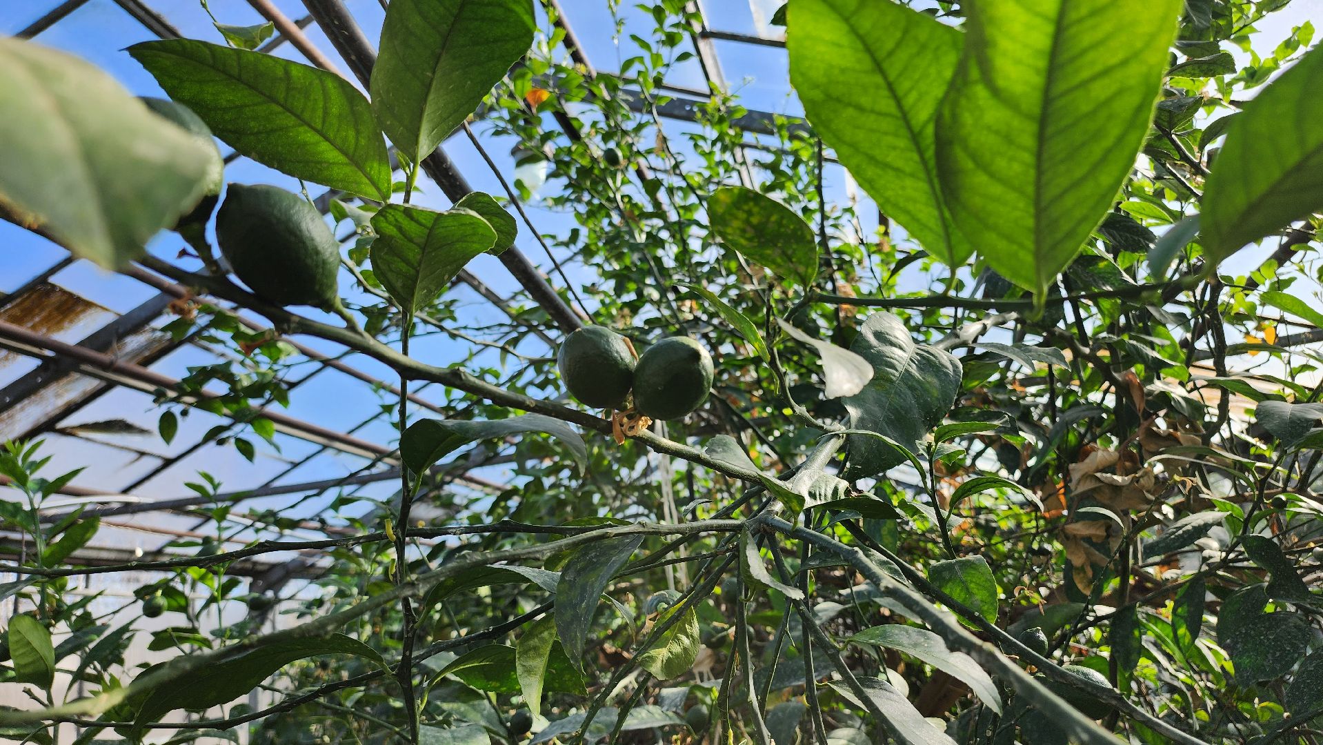 Егорьевск, Подмосковье, Московская область, Цветы, Благоустройство,