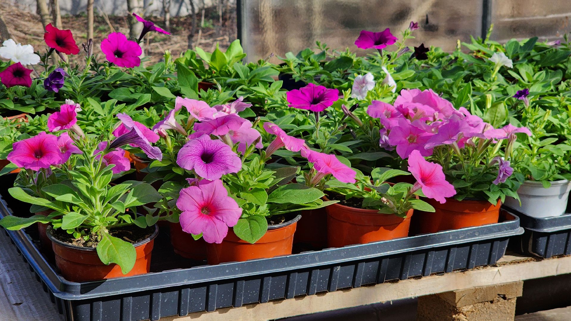 Егорьевск, Подмосковье, Московская область, Цветы, Благоустройство,