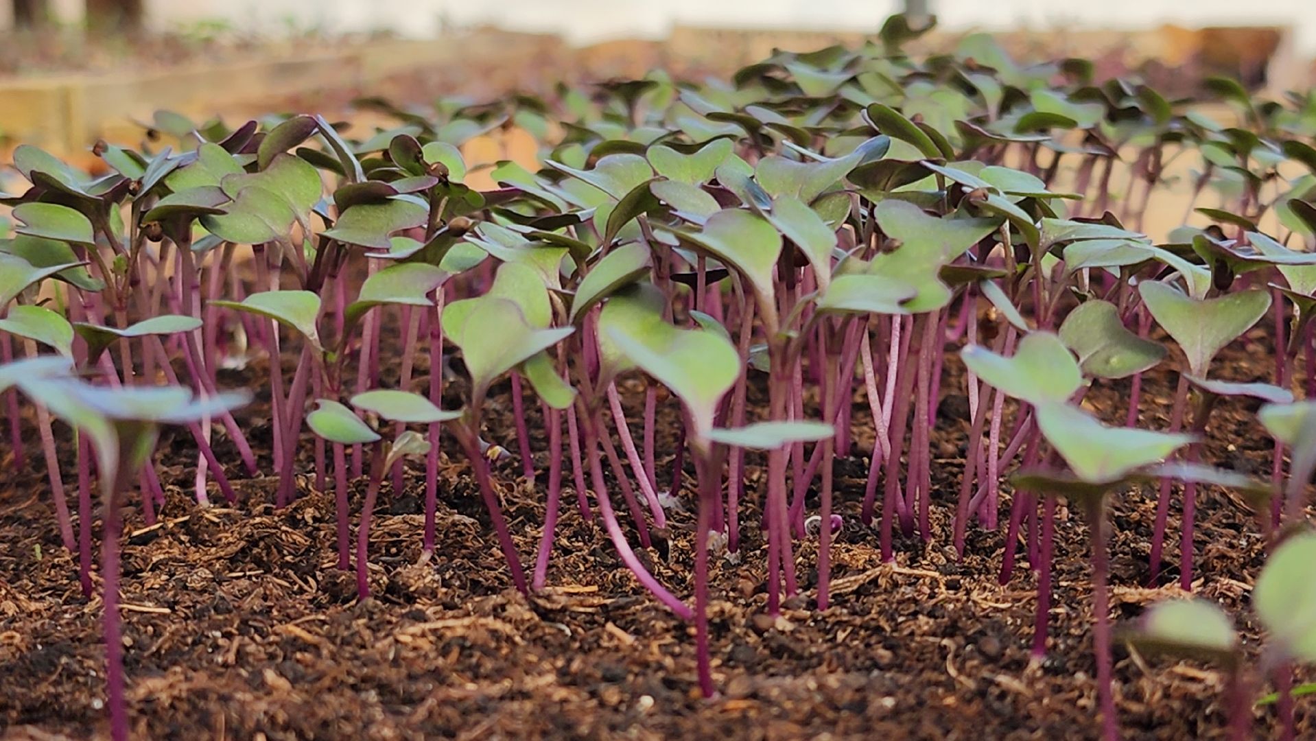 Егорьевск, Подмосковье, Московская область, Цветы, Благоустройство,