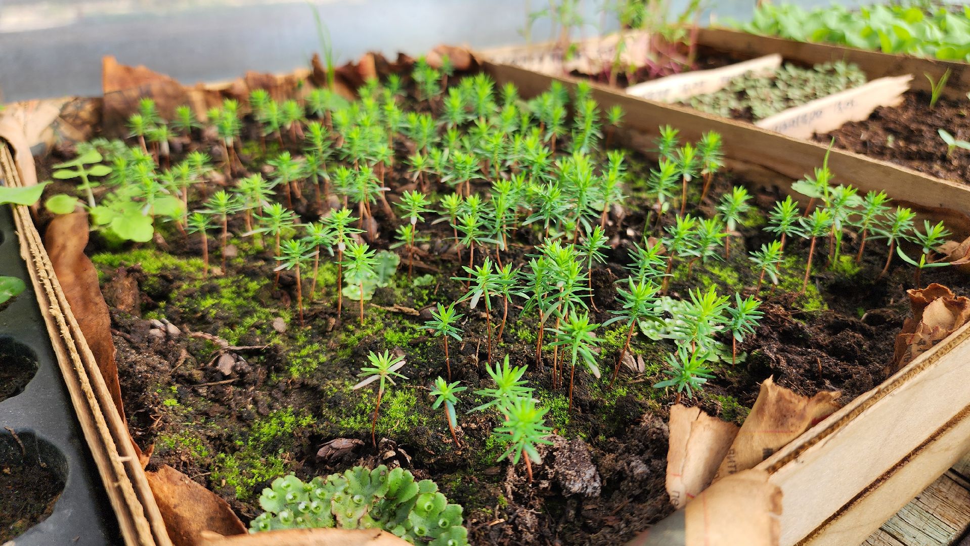 Егорьевск, Подмосковье, Московская область, Цветы, Благоустройство,