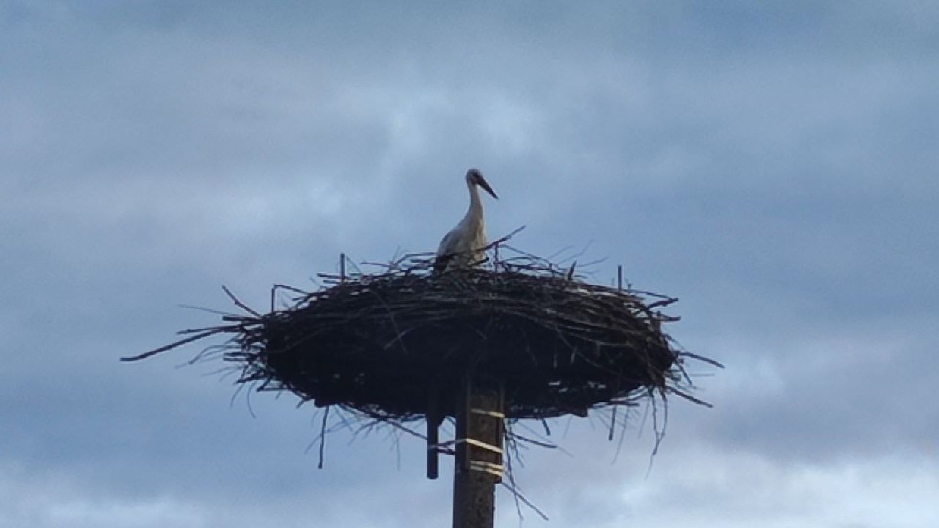 волоколамск, аисты, красная книга,