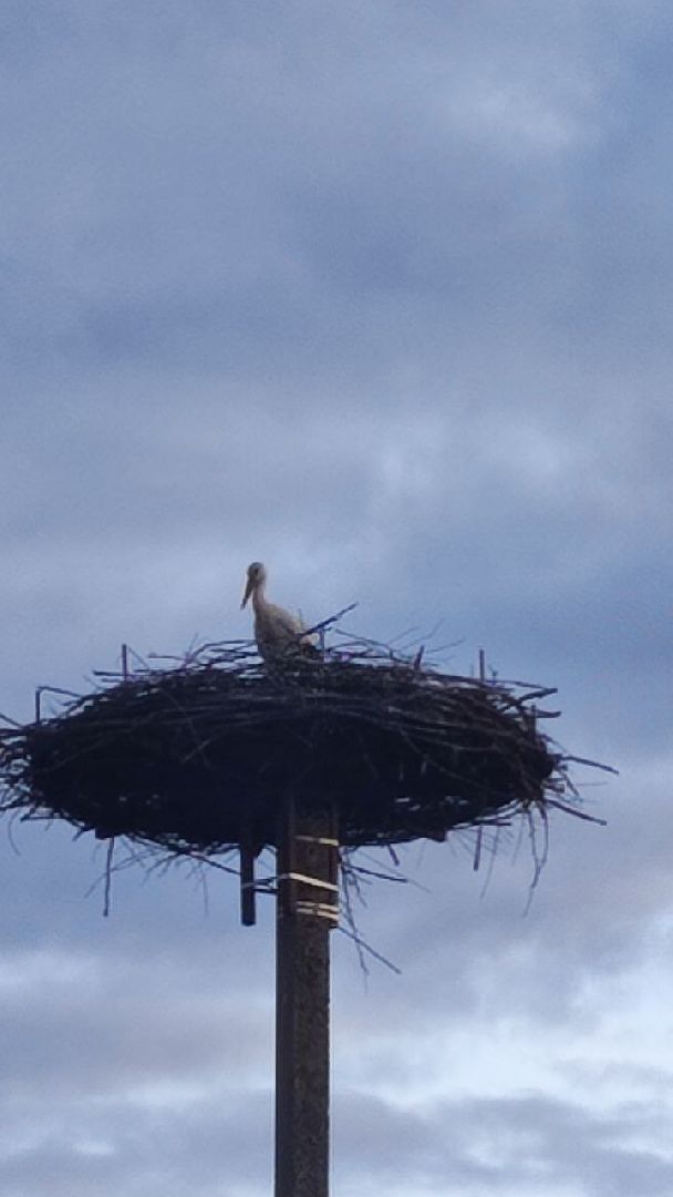 волоколамск, аисты, красная книга,