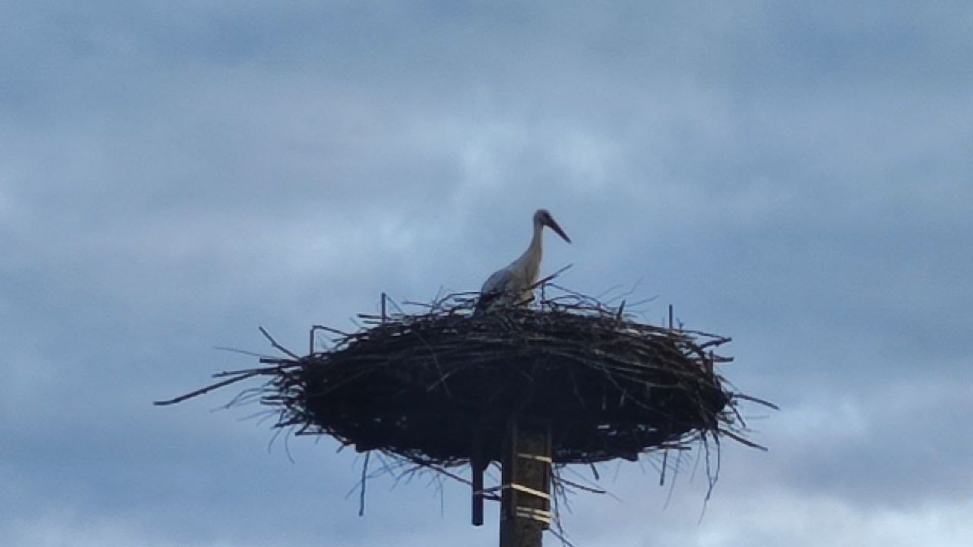 волоколамск, аисты, красная книга,